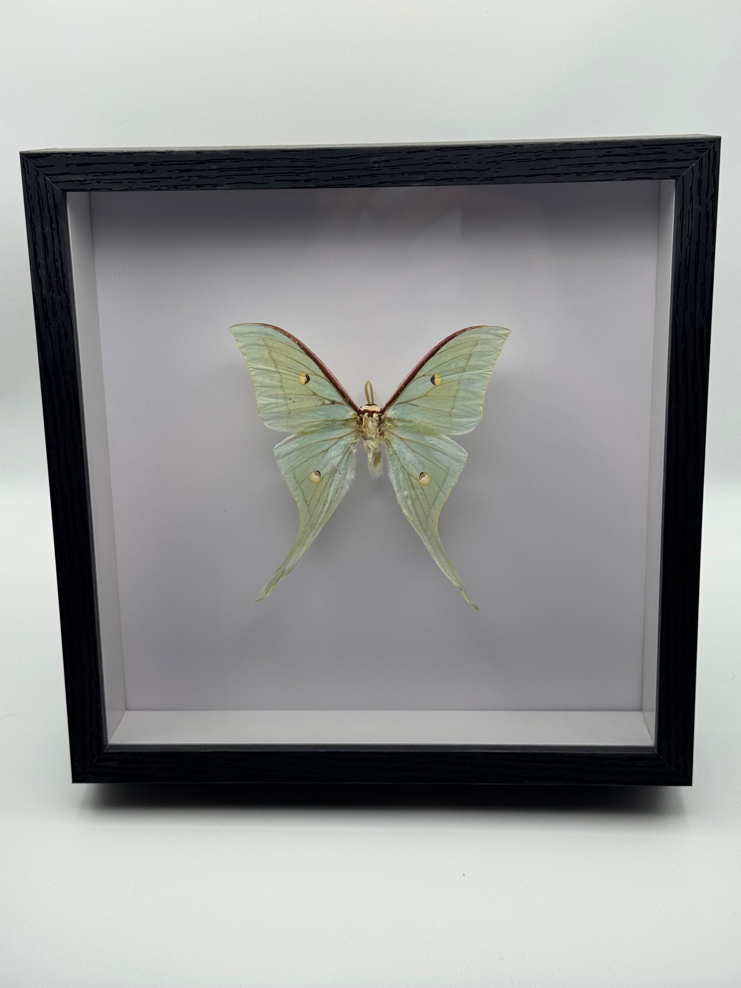 Luna Moth