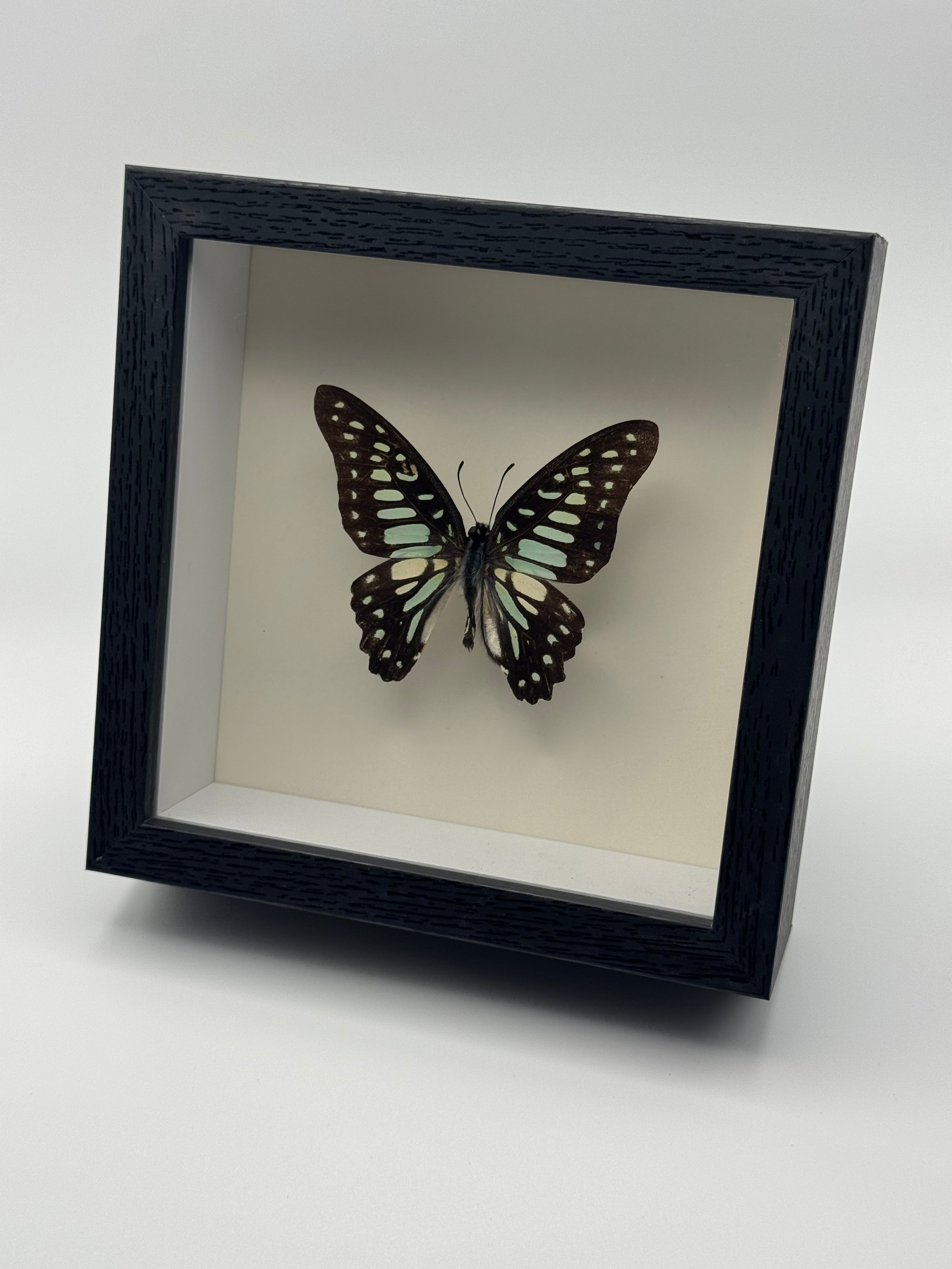 A preserved dark Common Jay butterfly with pale blue-green spots mounted inside a square black shadow box frame with a white interior, shown at an angle against a plain light gray background.