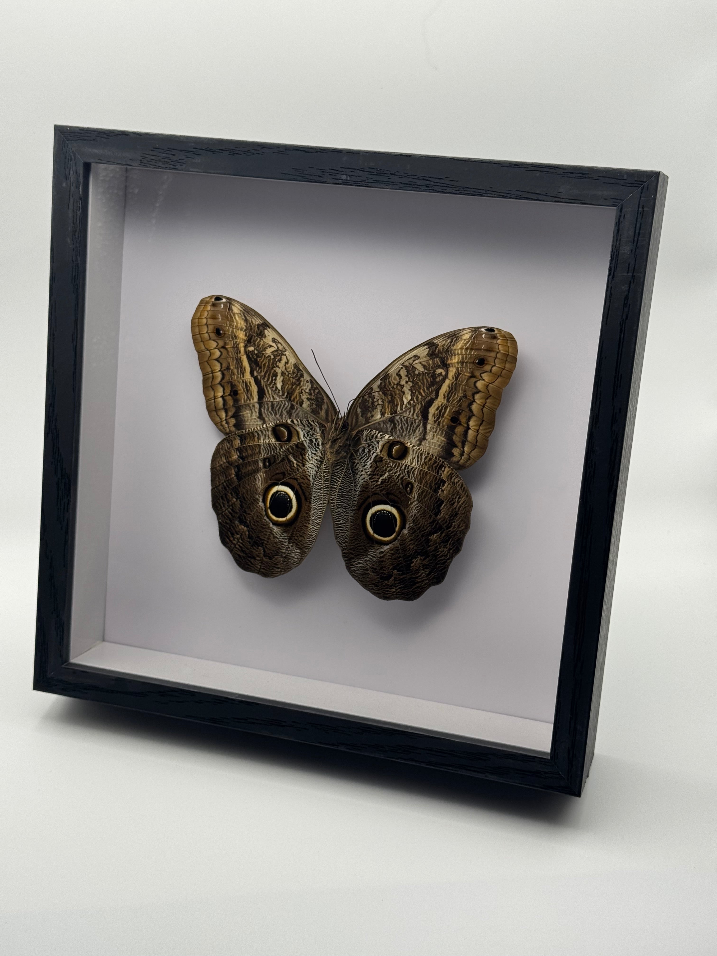 A preserved large brown Owl Butterfly with two owl-eye spots mounted inside a square black shadow box frame with a white interior, shown at an angle against a plain light gray background.