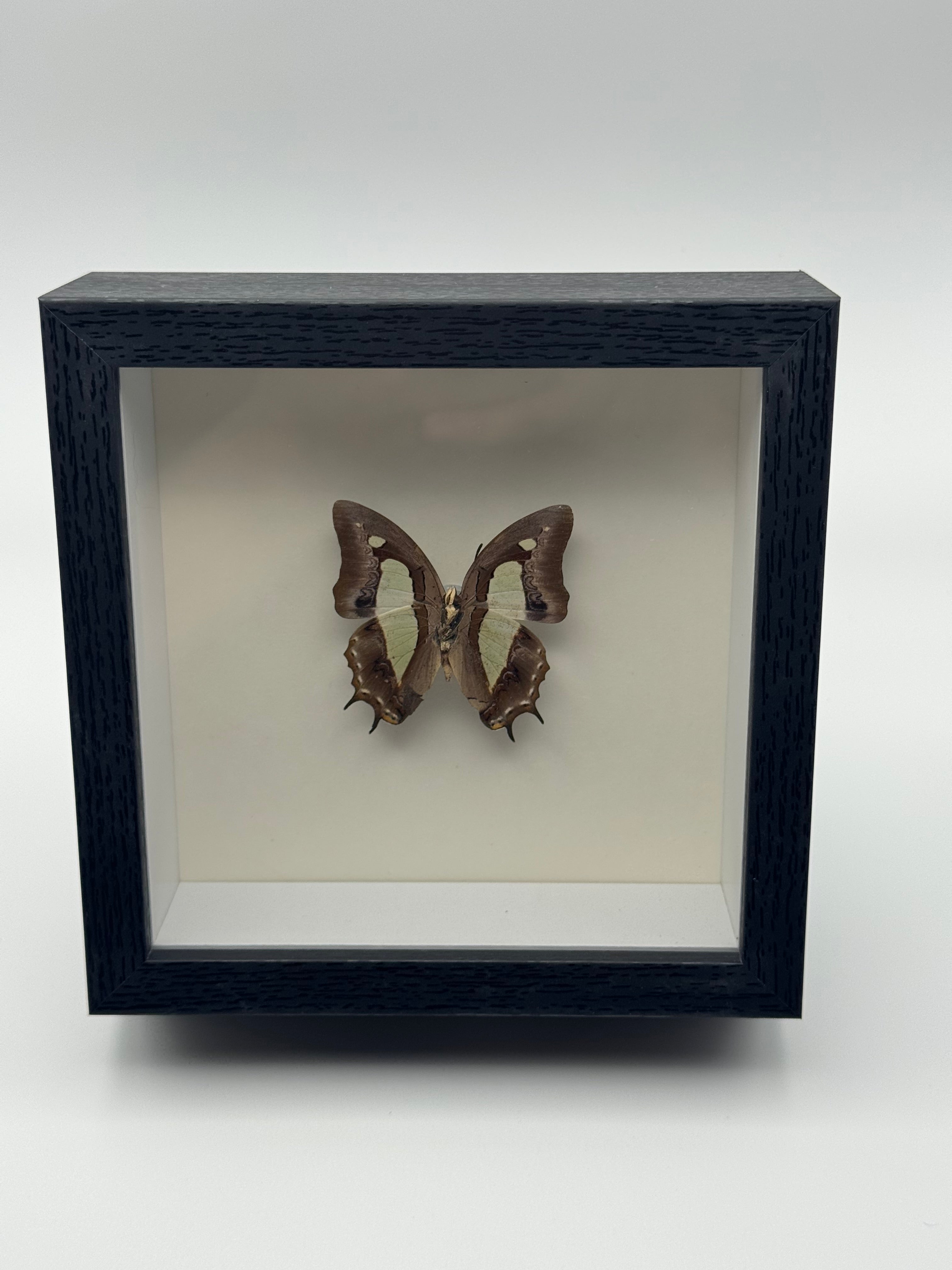 A preserved brown Common Nawab butterfly with a pale band mounted inside a black shadow box display with a white interior, photographed straight on against a clean light gray background.