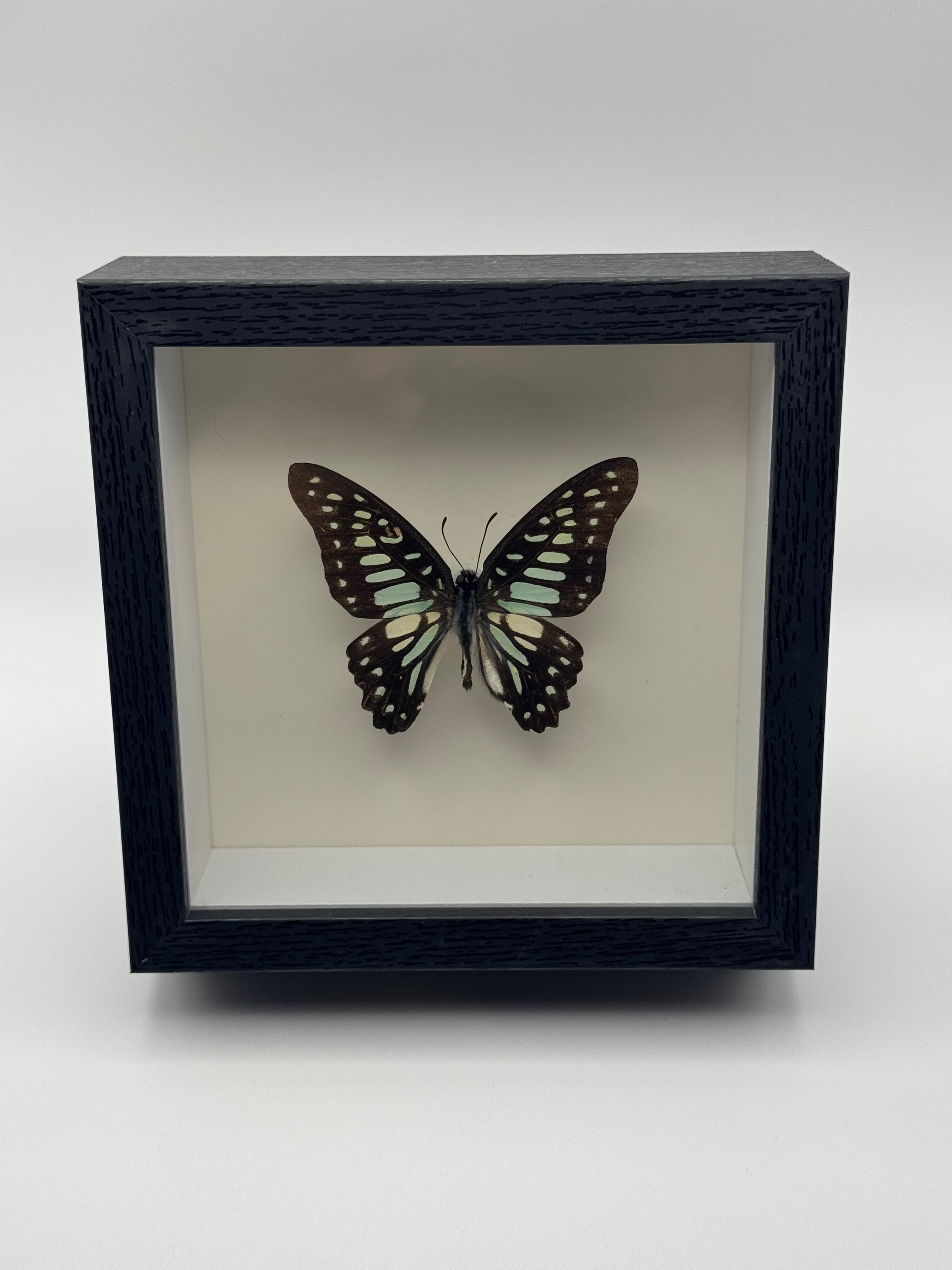 A preserved dark Common Jay butterfly with pale blue-green spots mounted inside a black shadow box display with a white interior, photographed straight on against a clean light gray background.