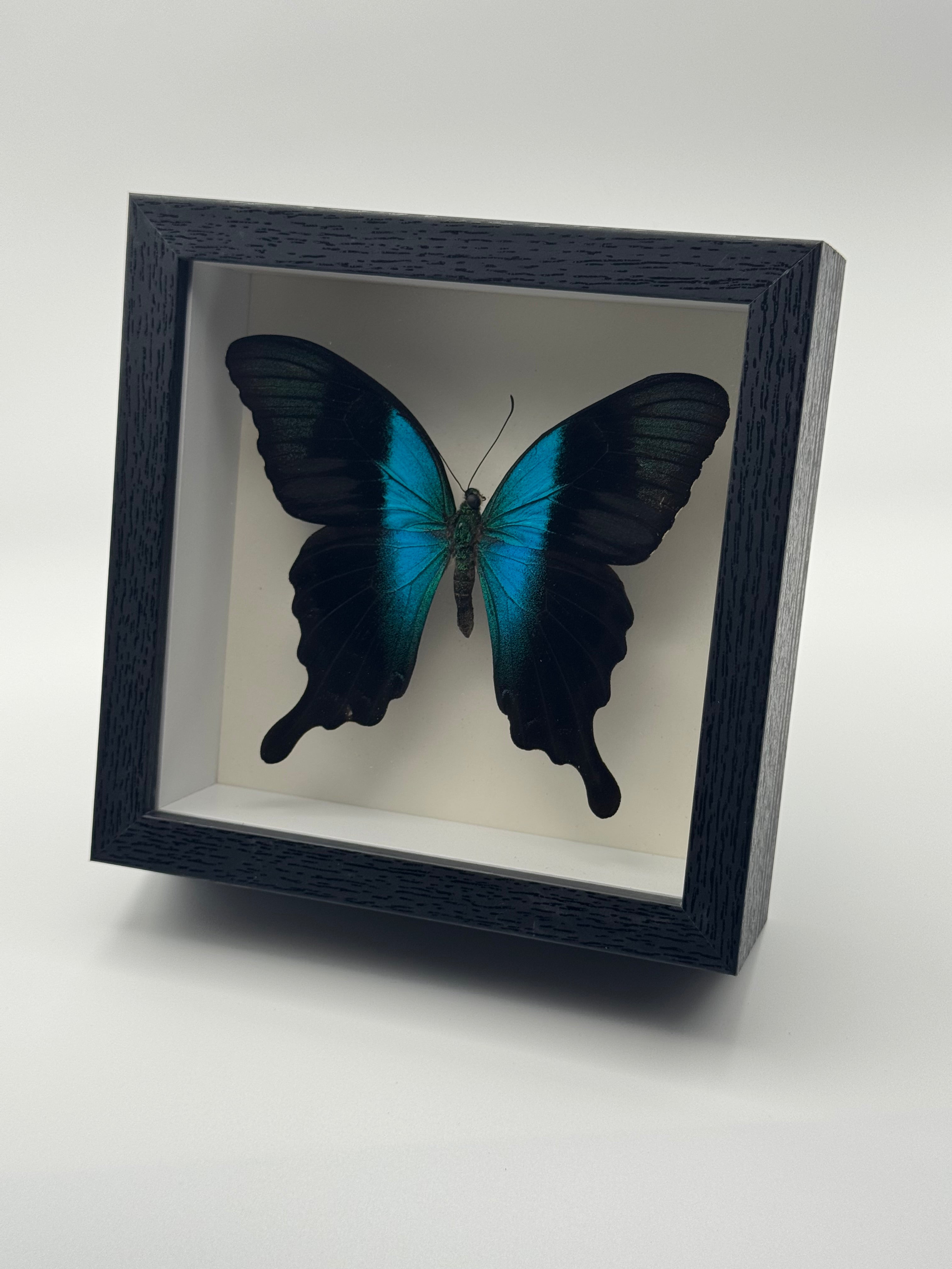 A preserved black and metallic turquoise Peranthus Swallowtail mounted inside a square black shadow box frame with a white interior, shown at an angle against a plain light gray background.