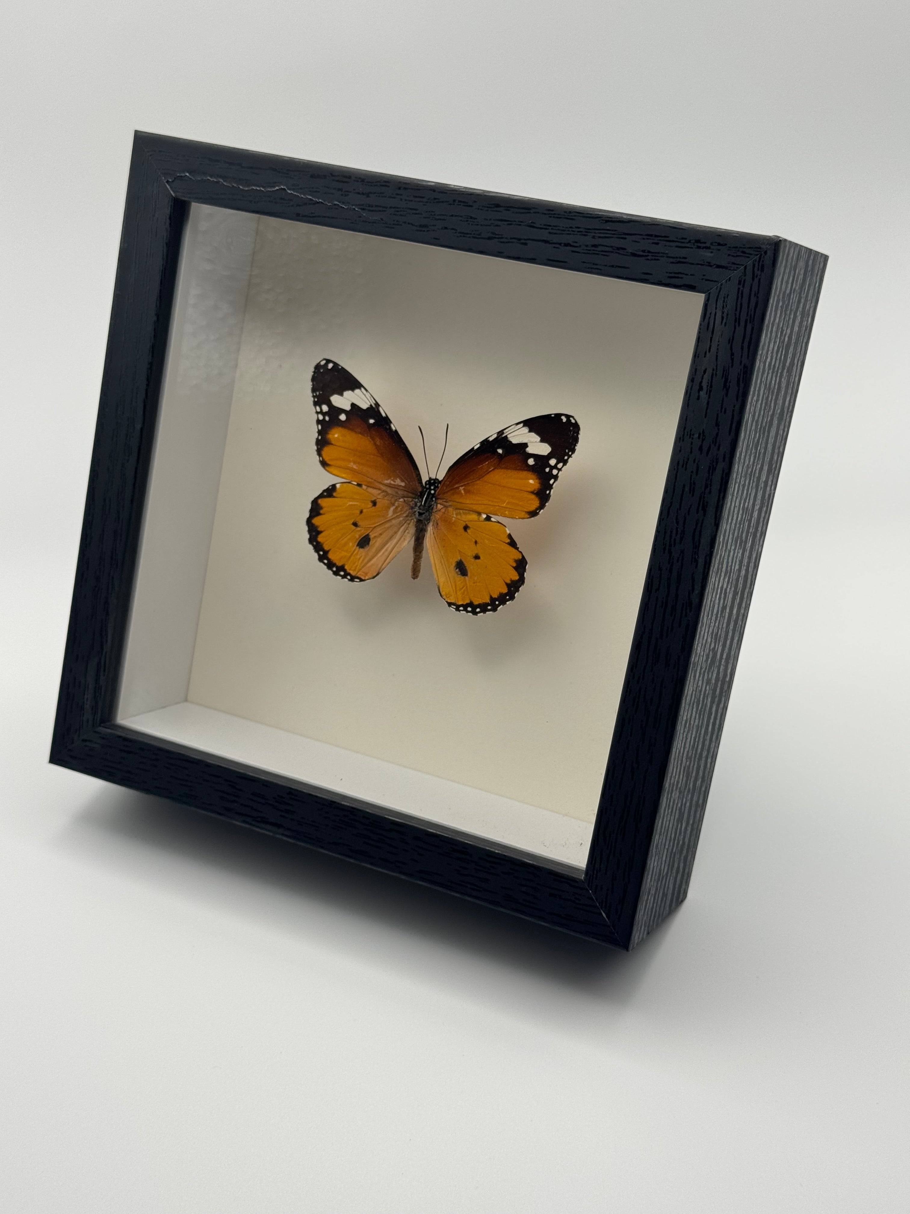 A preserved orange Orange Tiger butterfly with black-and-white wingtips mounted inside a square black shadow box frame with a white interior, shown at an angle against a plain light gray background.