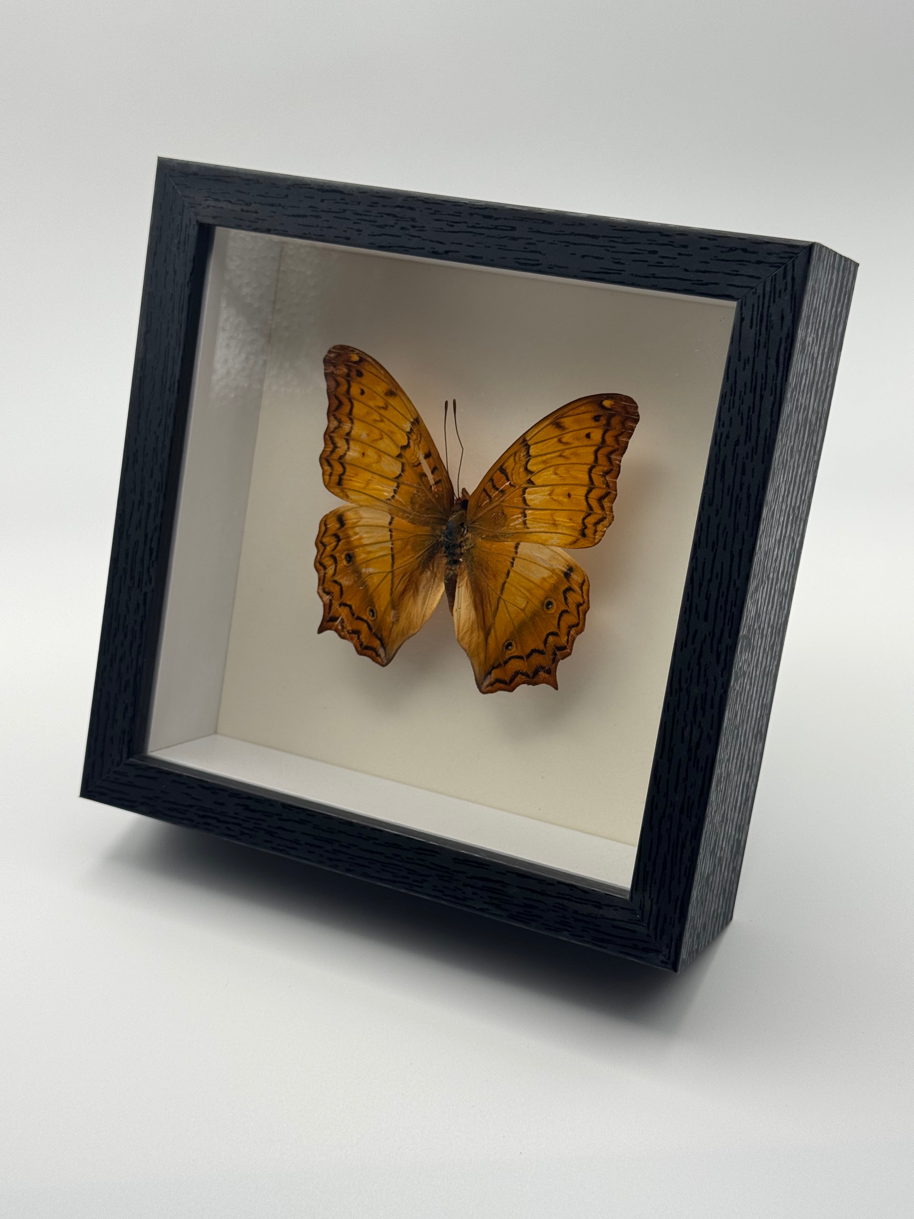 A preserved orange Cruiser butterfly mounted inside a square black shadow box frame with a white interior, shown at an angle against a plain light gray background.