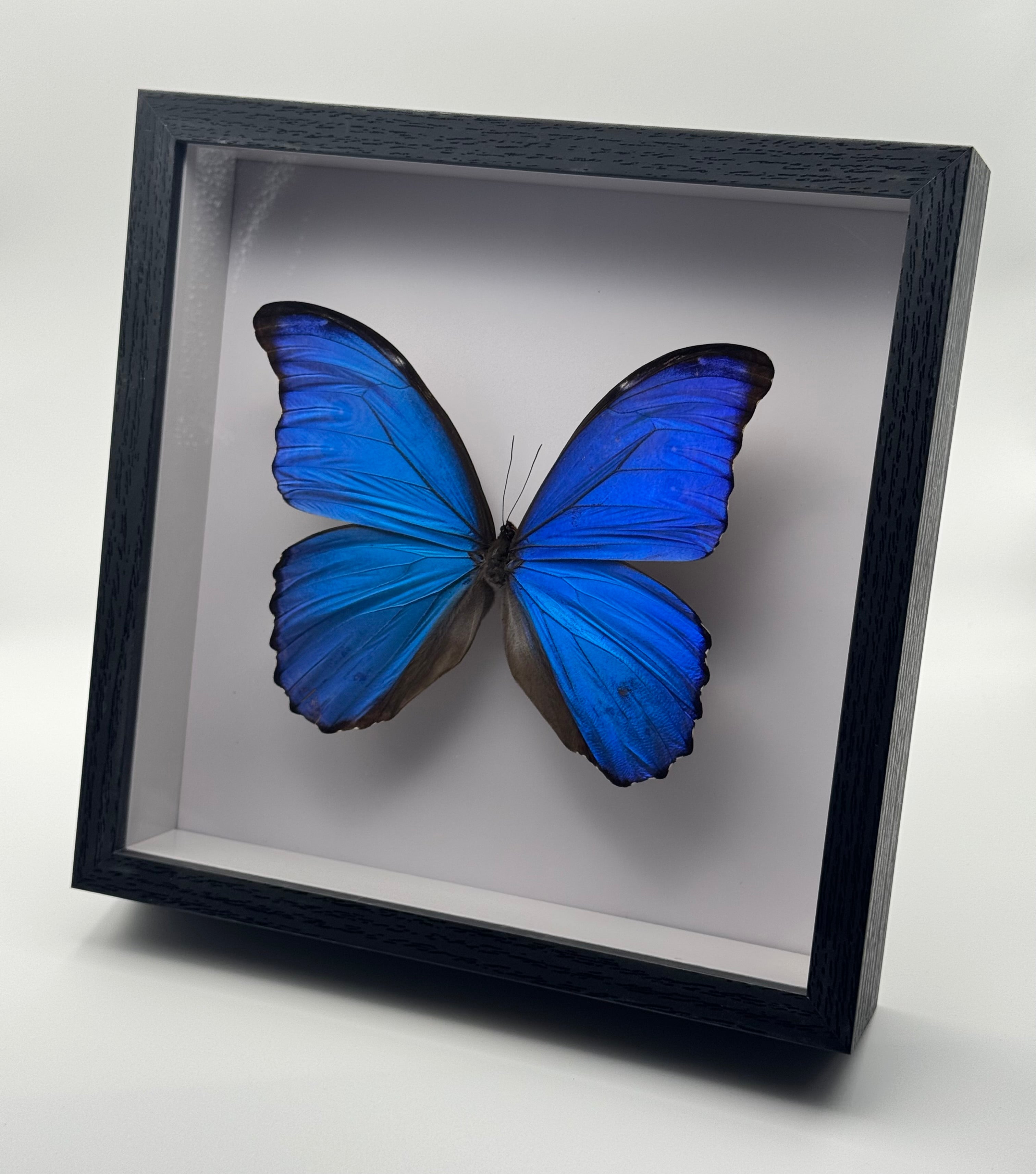 A preserved brilliant blue Morpho didius butterfly mounted inside a square black shadow box frame with a white interior, shown at an angle against a plain light gray background.