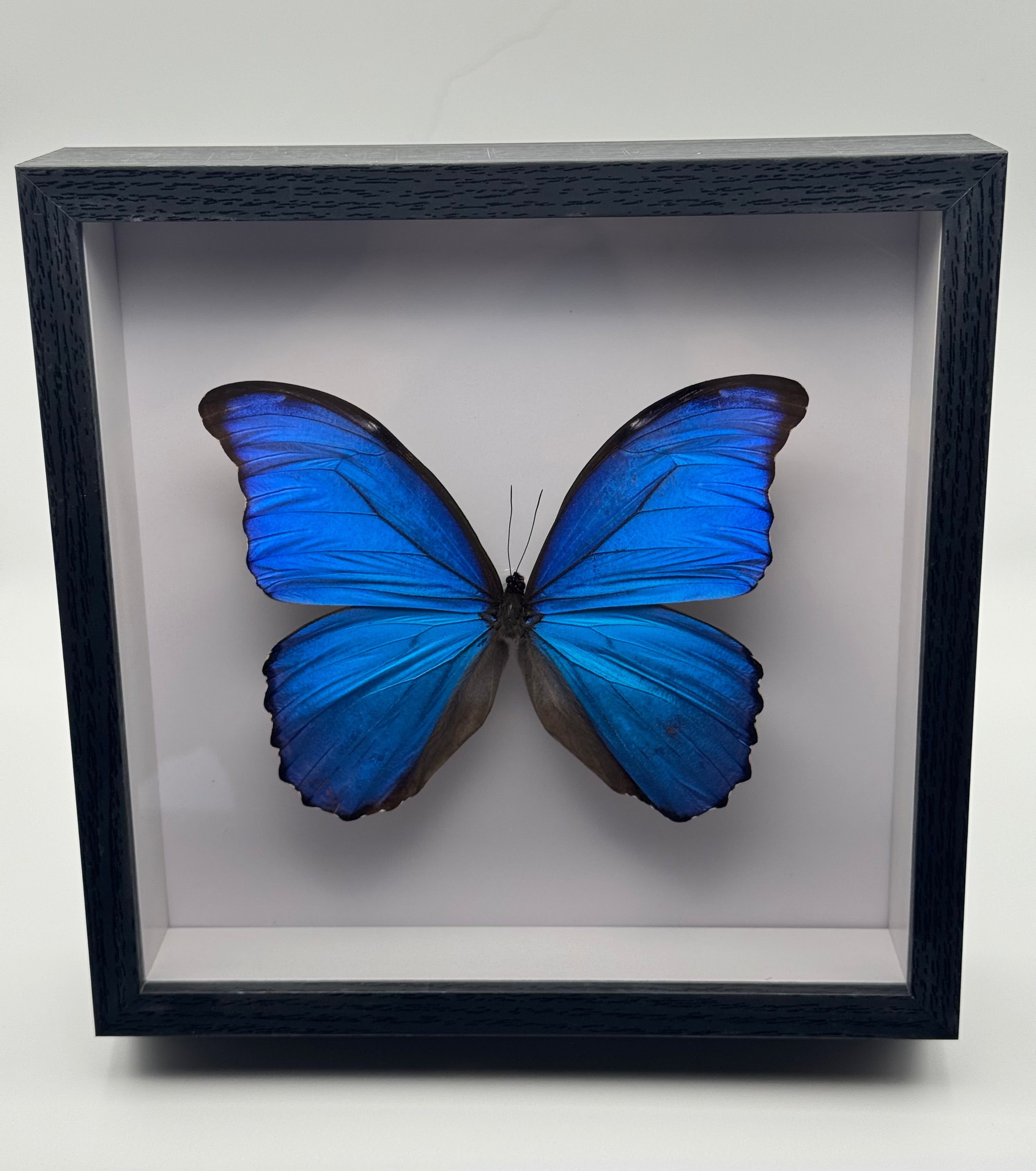 A preserved brilliant blue Morpho didius butterfly mounted inside a black shadow box display with a white interior, photographed straight on against a clean light gray background.