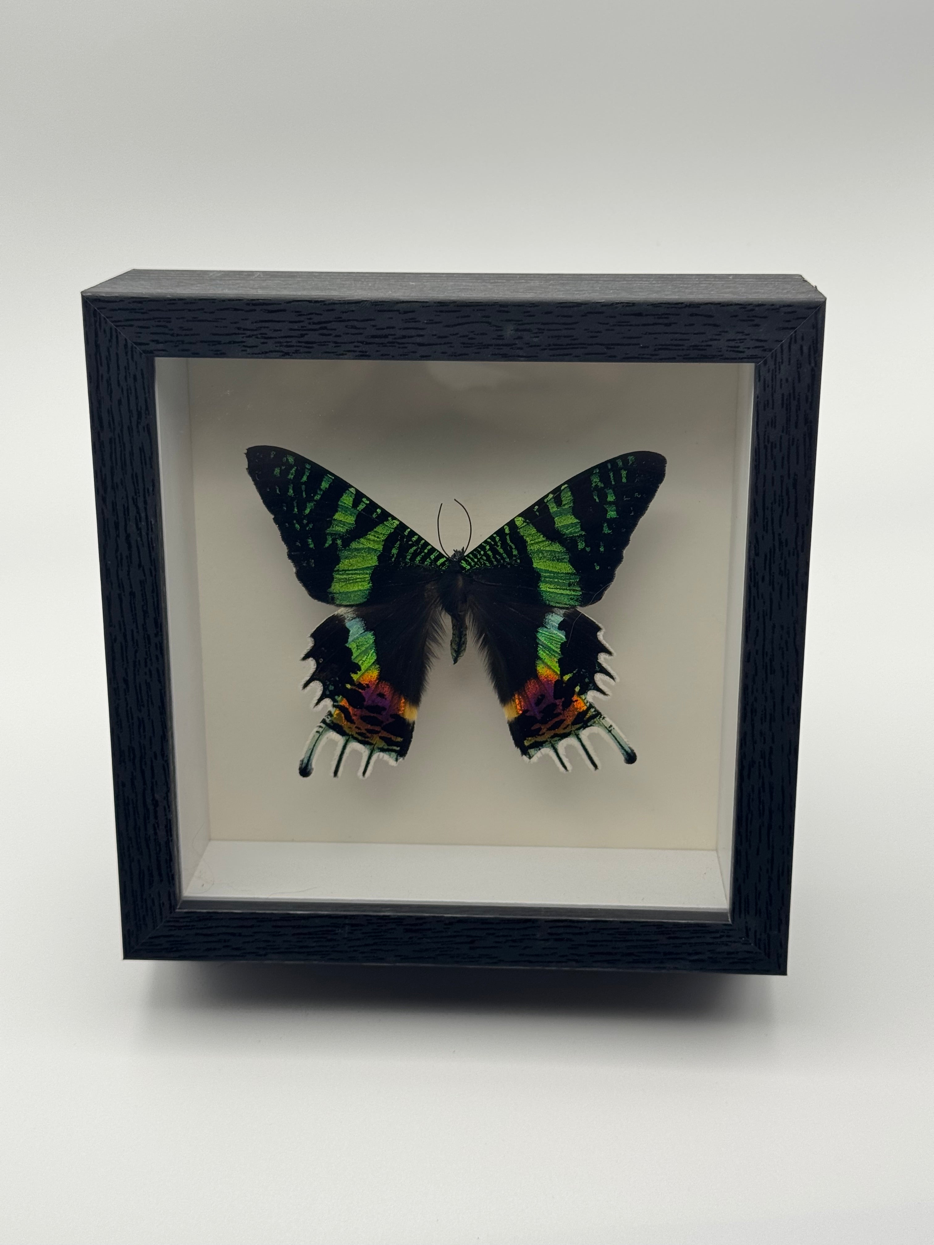 A preserved black, green, and rainbow Sunset Moth mounted inside a black shadow box display with a white interior, photographed straight on against a clean light gray background.