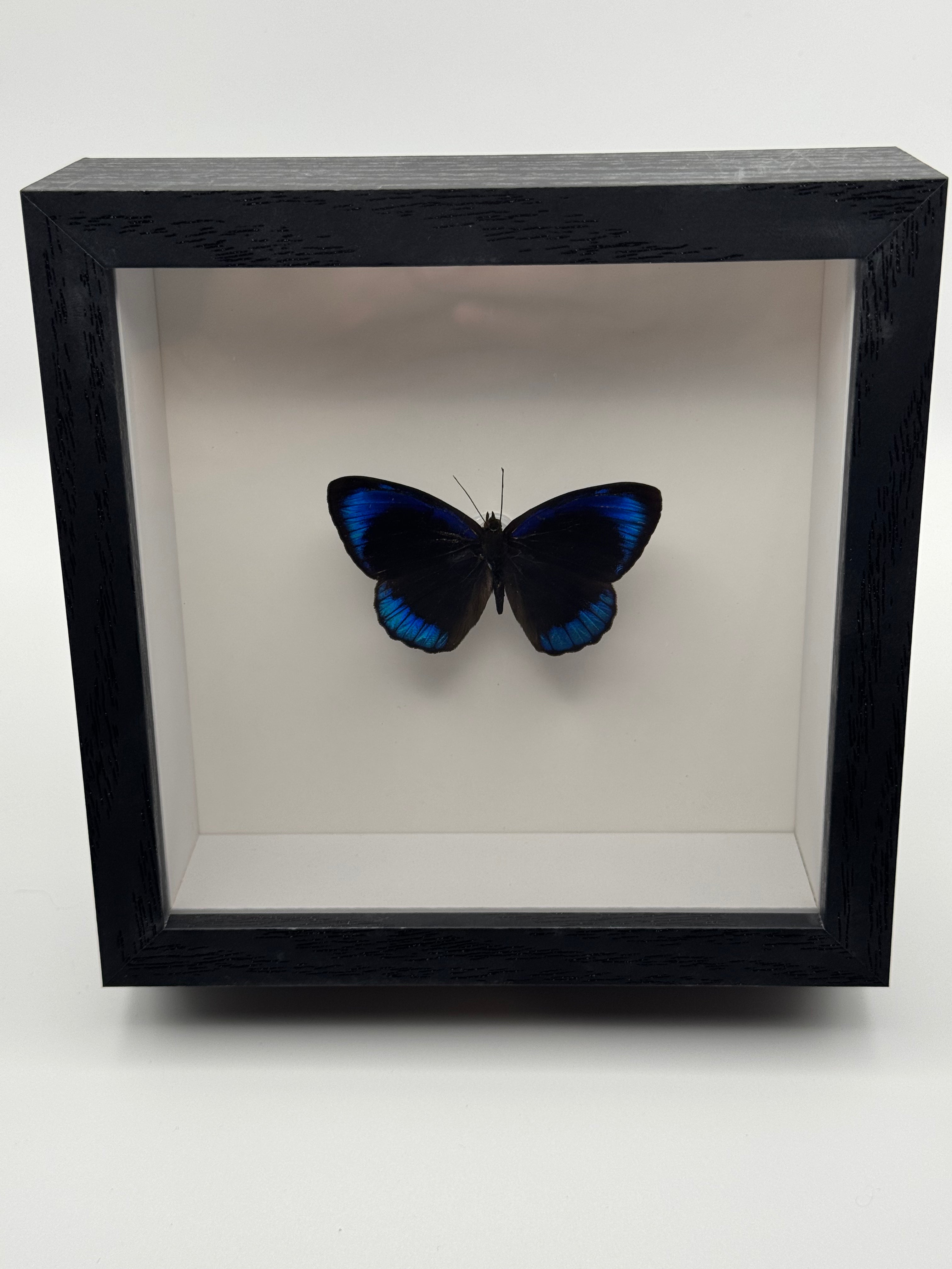 Eunica Butterfly