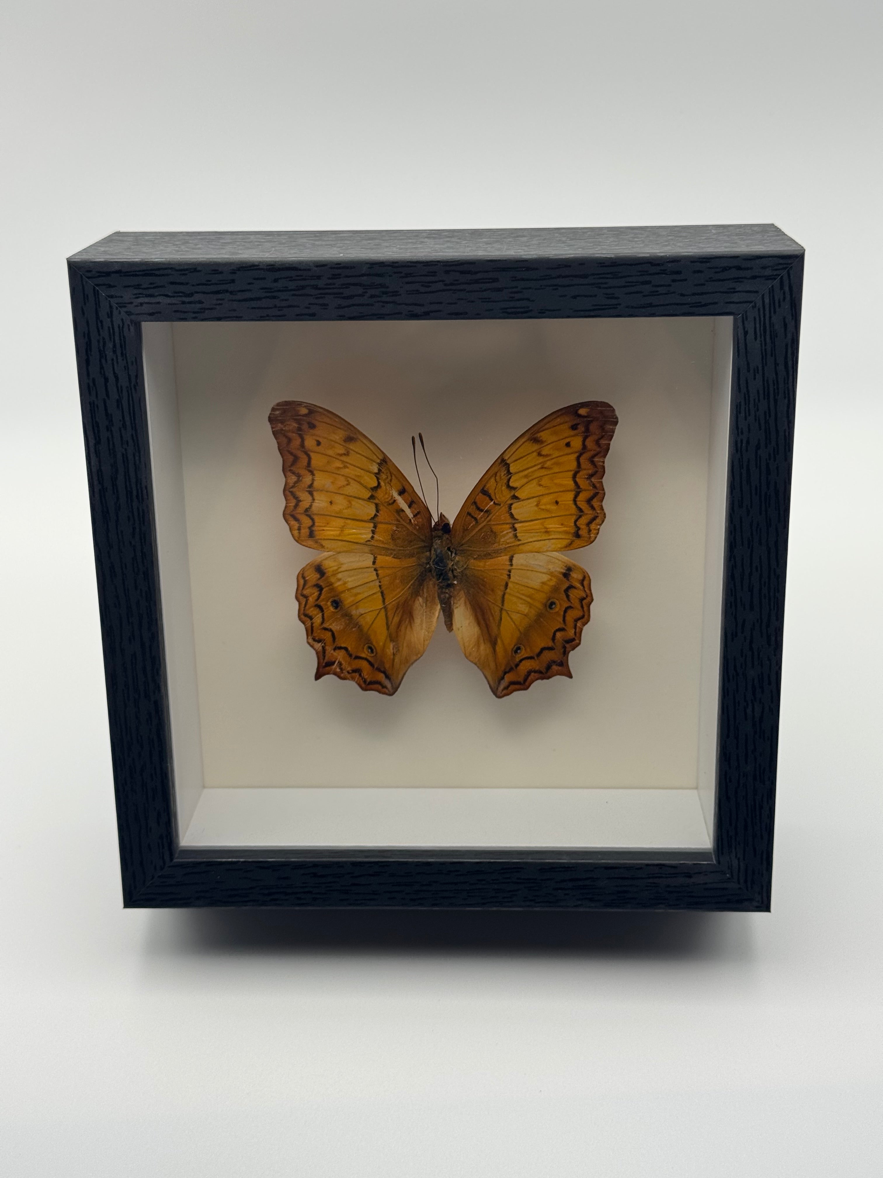A preserved orange Cruiser butterfly mounted inside a black shadow box display with a white interior, photographed straight on against a clean light gray background.