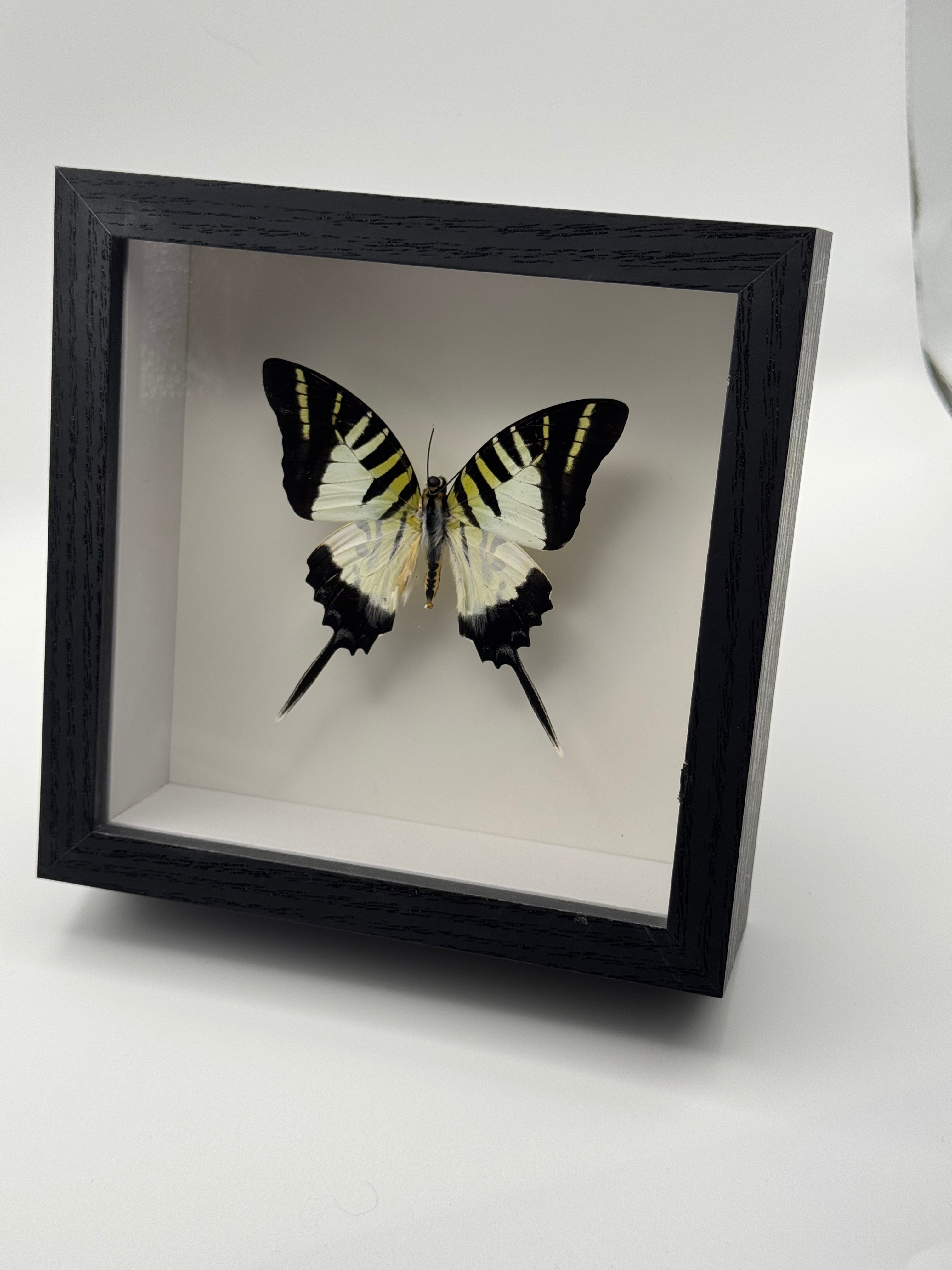A black shadow box display case containing a preserved 5-Barred Swordtail butterfly with black, white, and yellow wings, photographed on a clean white background.