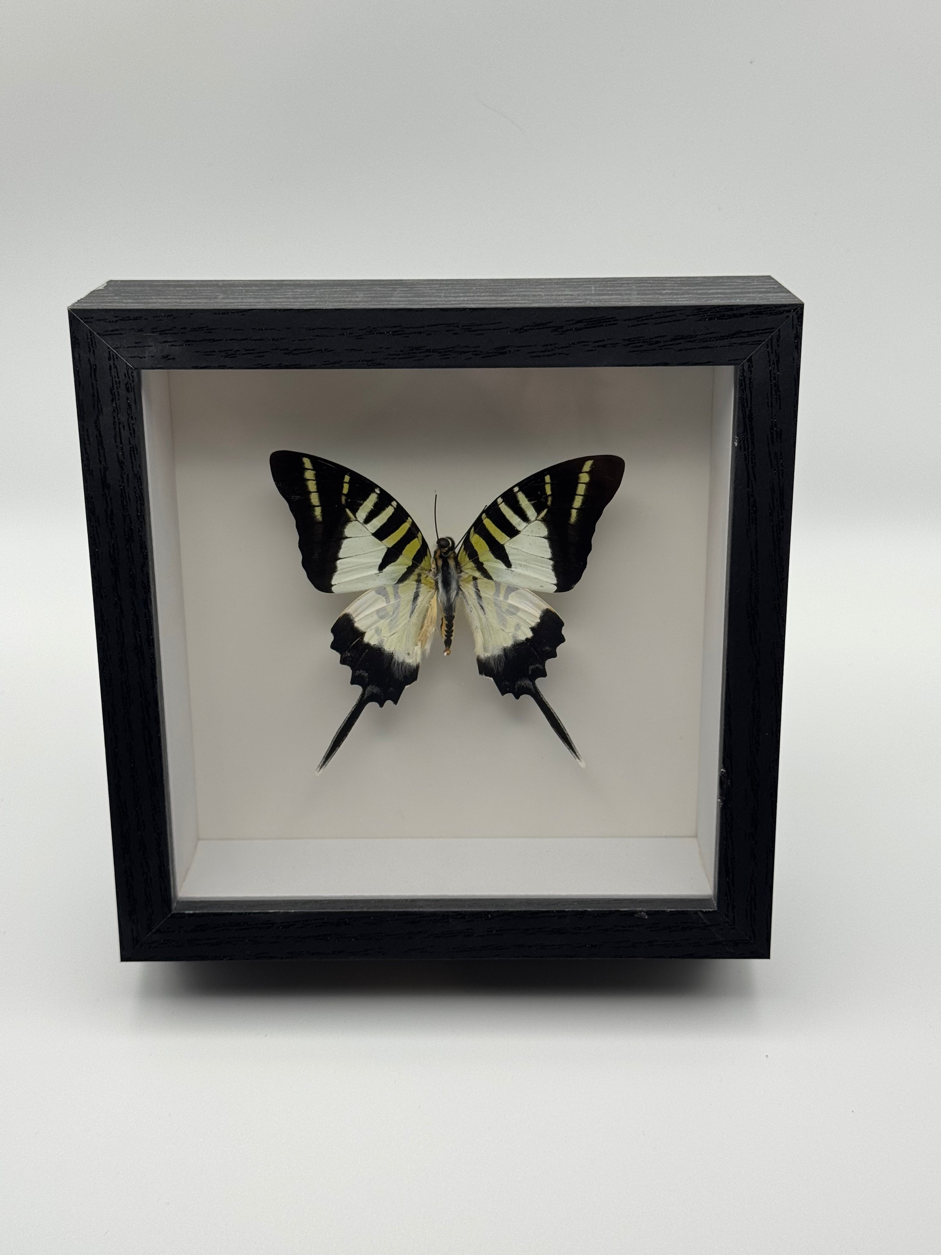 A preserved 5-Barred Swordtail butterfly taxidermy specimen mounted inside a square black shadow box display, photographed against a clean light gray studio background.