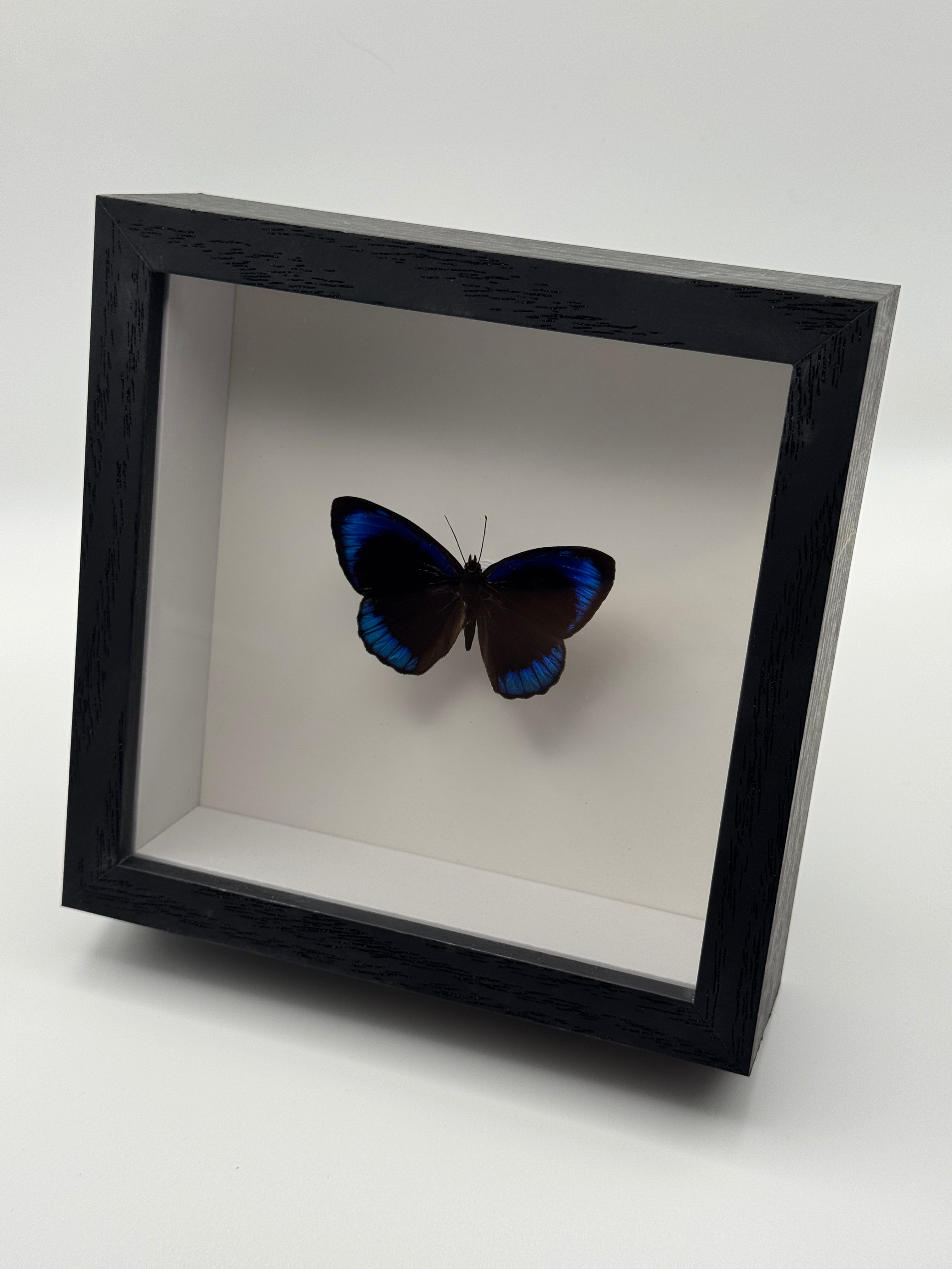 Eunica Butterfly