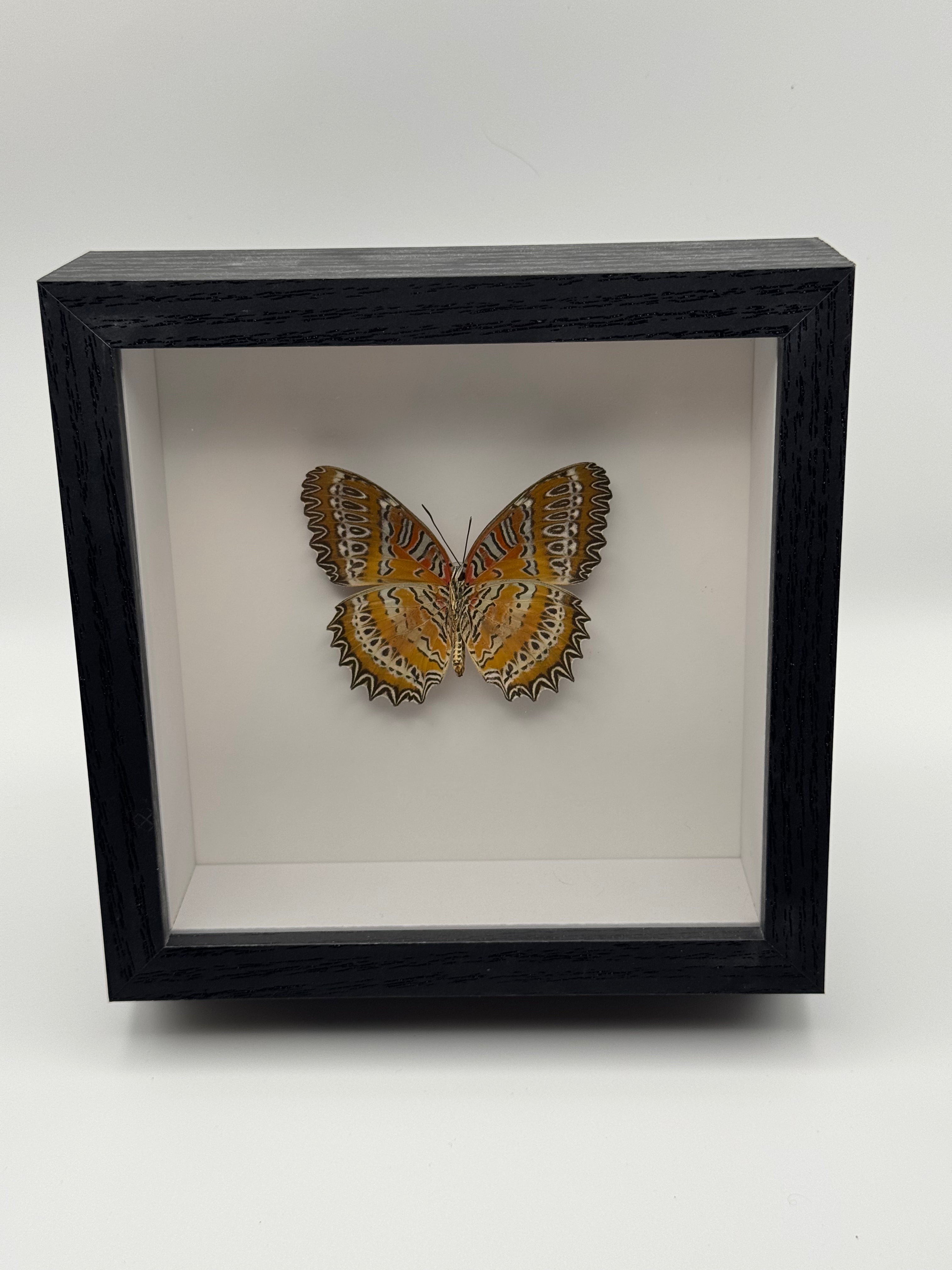 Red Lacewing Butterfly