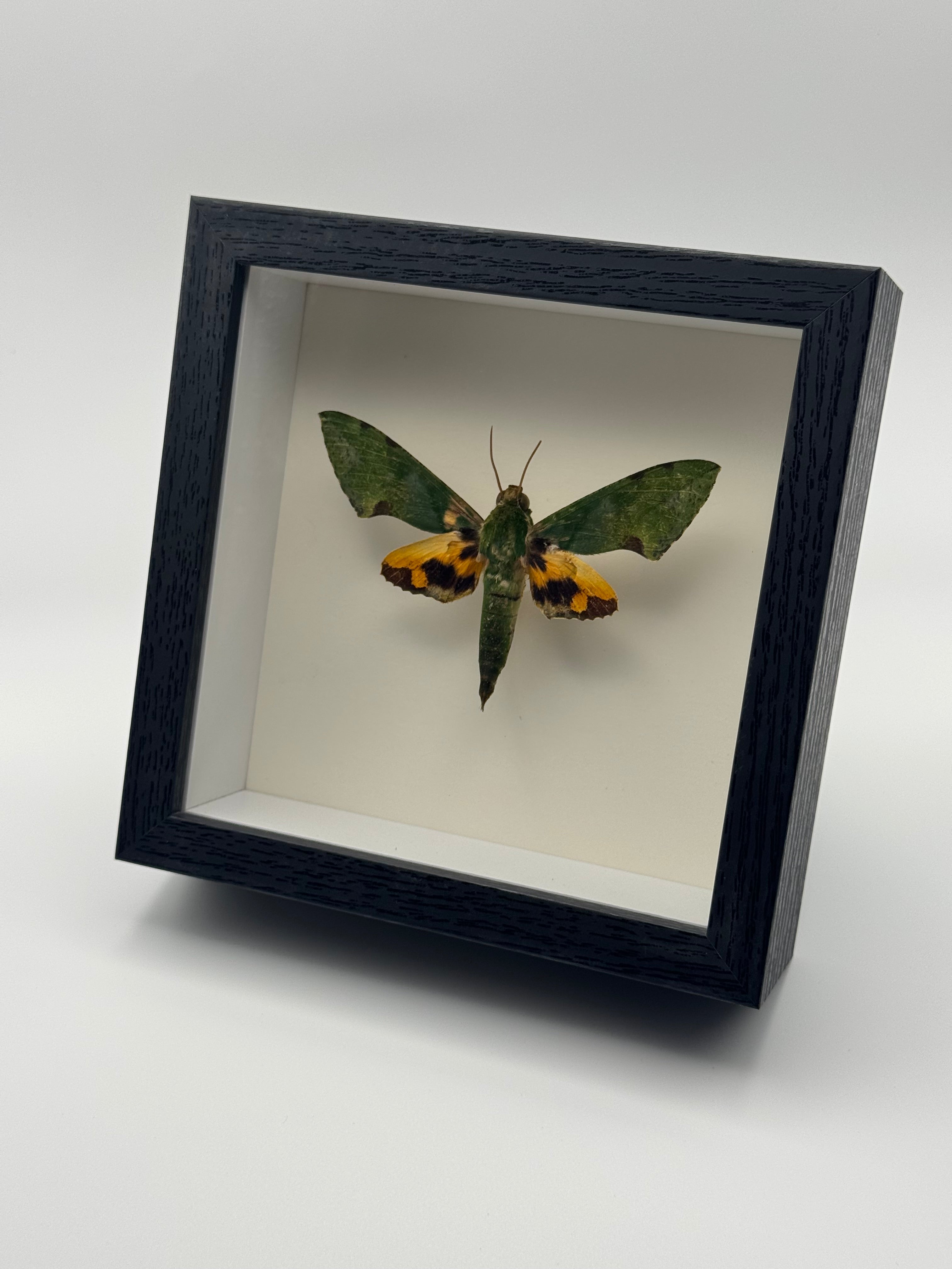 A preserved green and orange Verdant Hawkmoth mounted inside a square black shadow box frame with a white interior, shown at an angle against a plain light gray background.