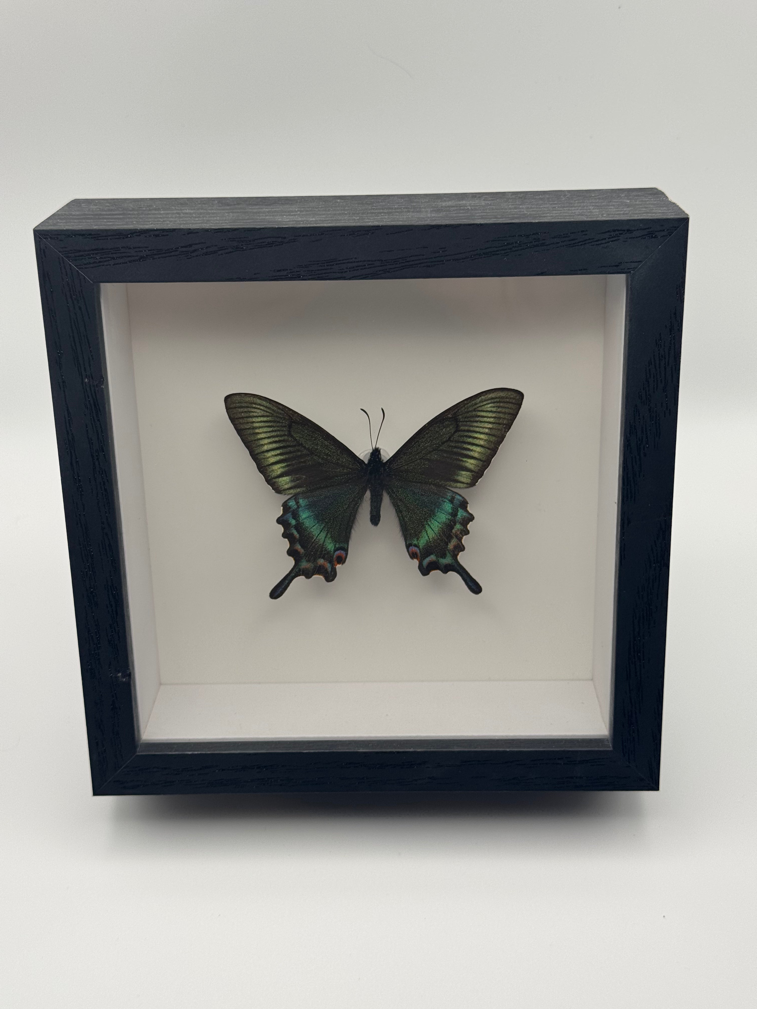 Alpine Black Swallowtail (Spring)