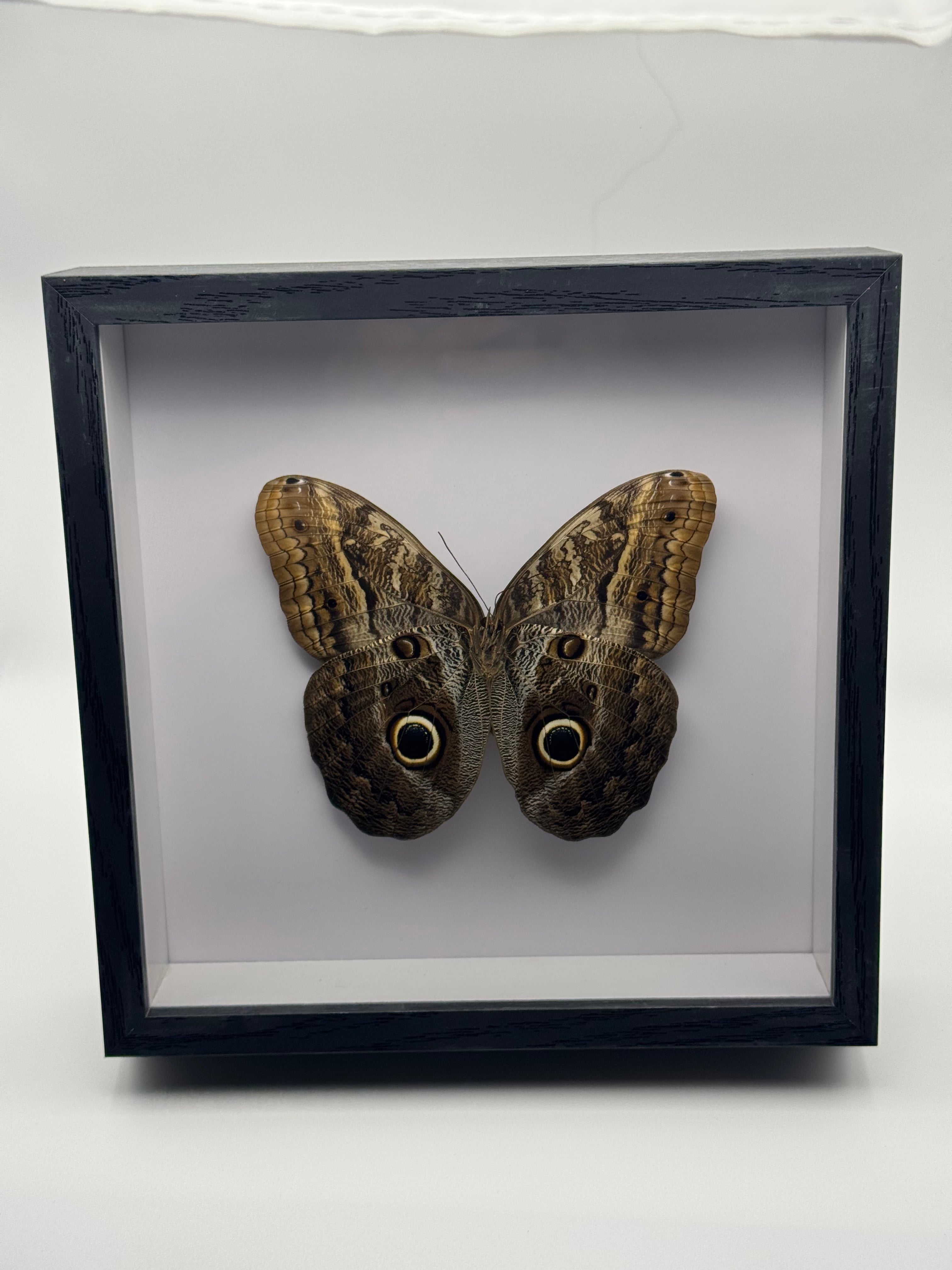 A preserved large brown Owl Butterfly with two owl-eye spots mounted inside a black shadow box display with a white interior, photographed straight on against a clean light gray background.