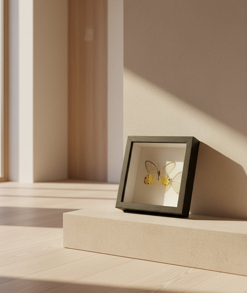 Amber Phantom yellow butterfly specimen art in a minimalist shadow box, displayed on a stone ledge in natural sunlight