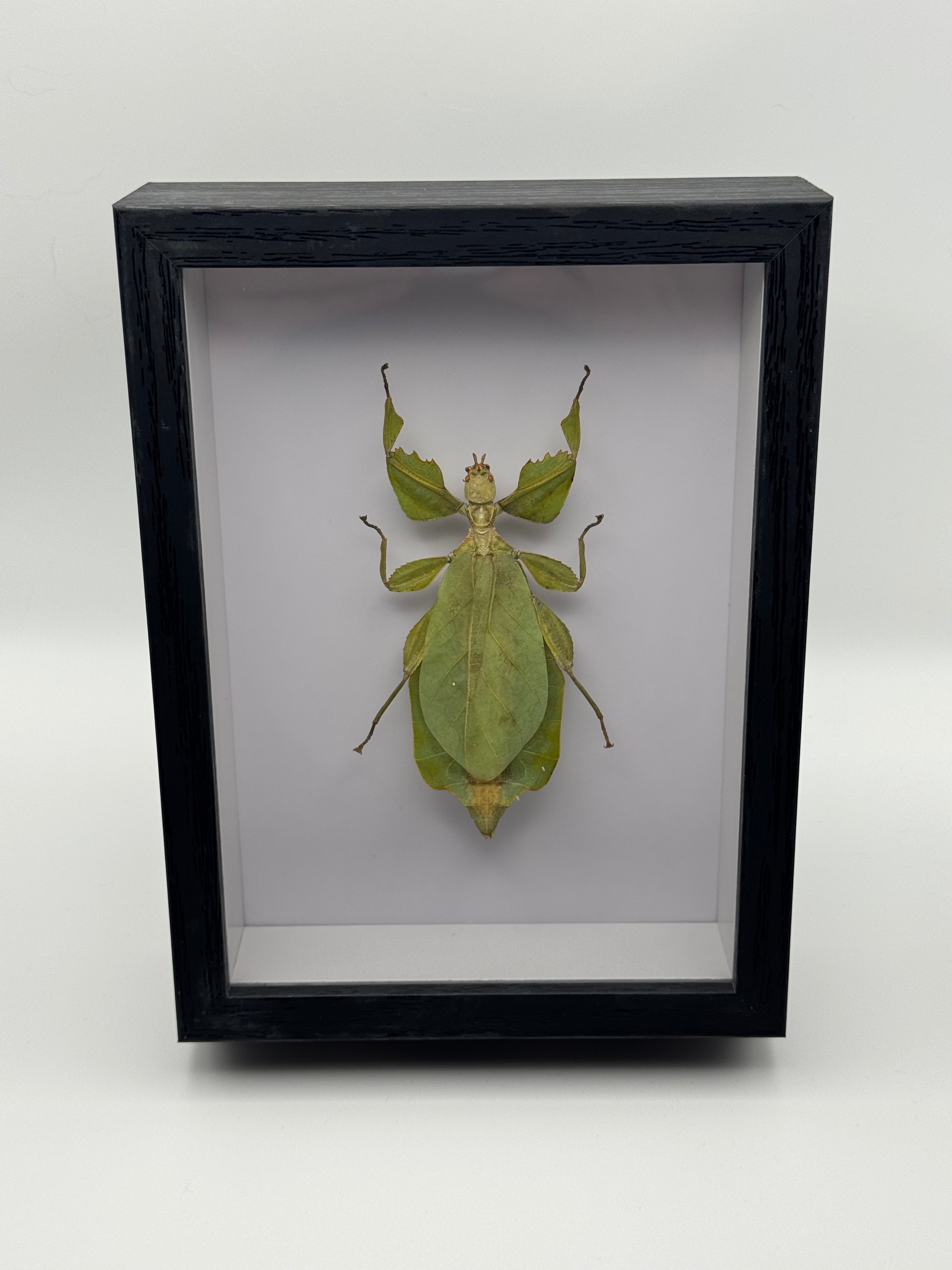 Thai Leaf Bug