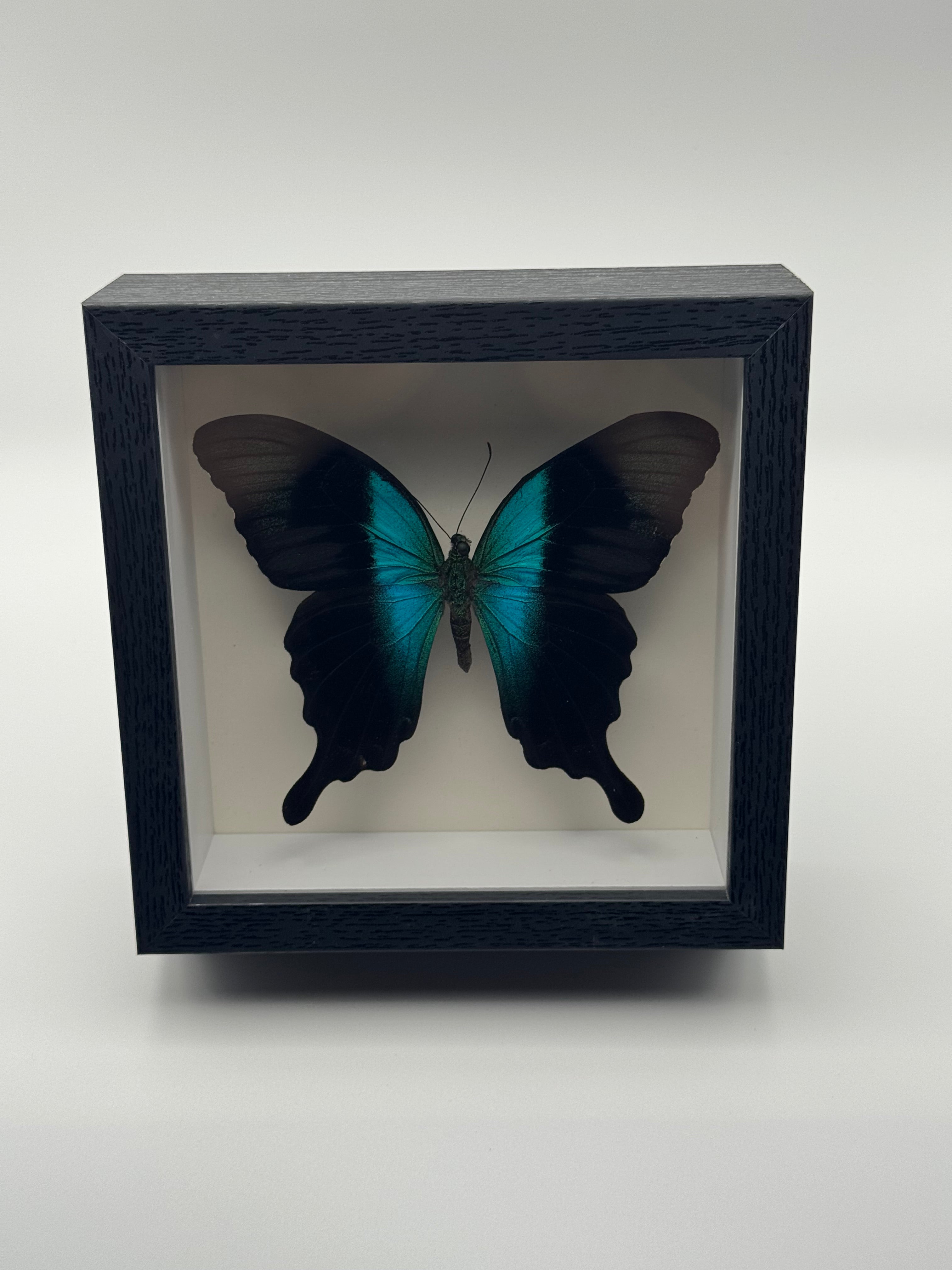 A preserved black and metallic turquoise Peranthus Swallowtail mounted inside a black shadow box display with a white interior, photographed straight on against a clean light gray background.