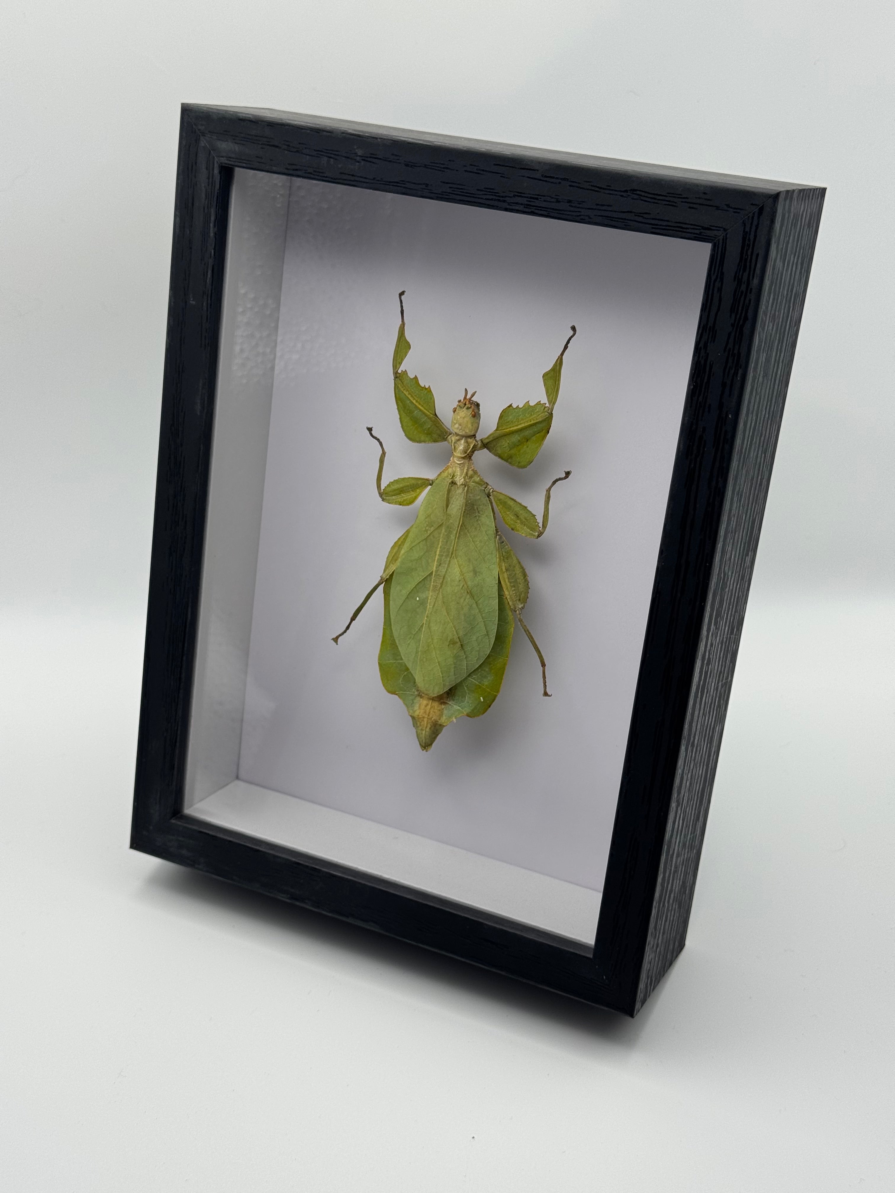 Thai Leaf Bug