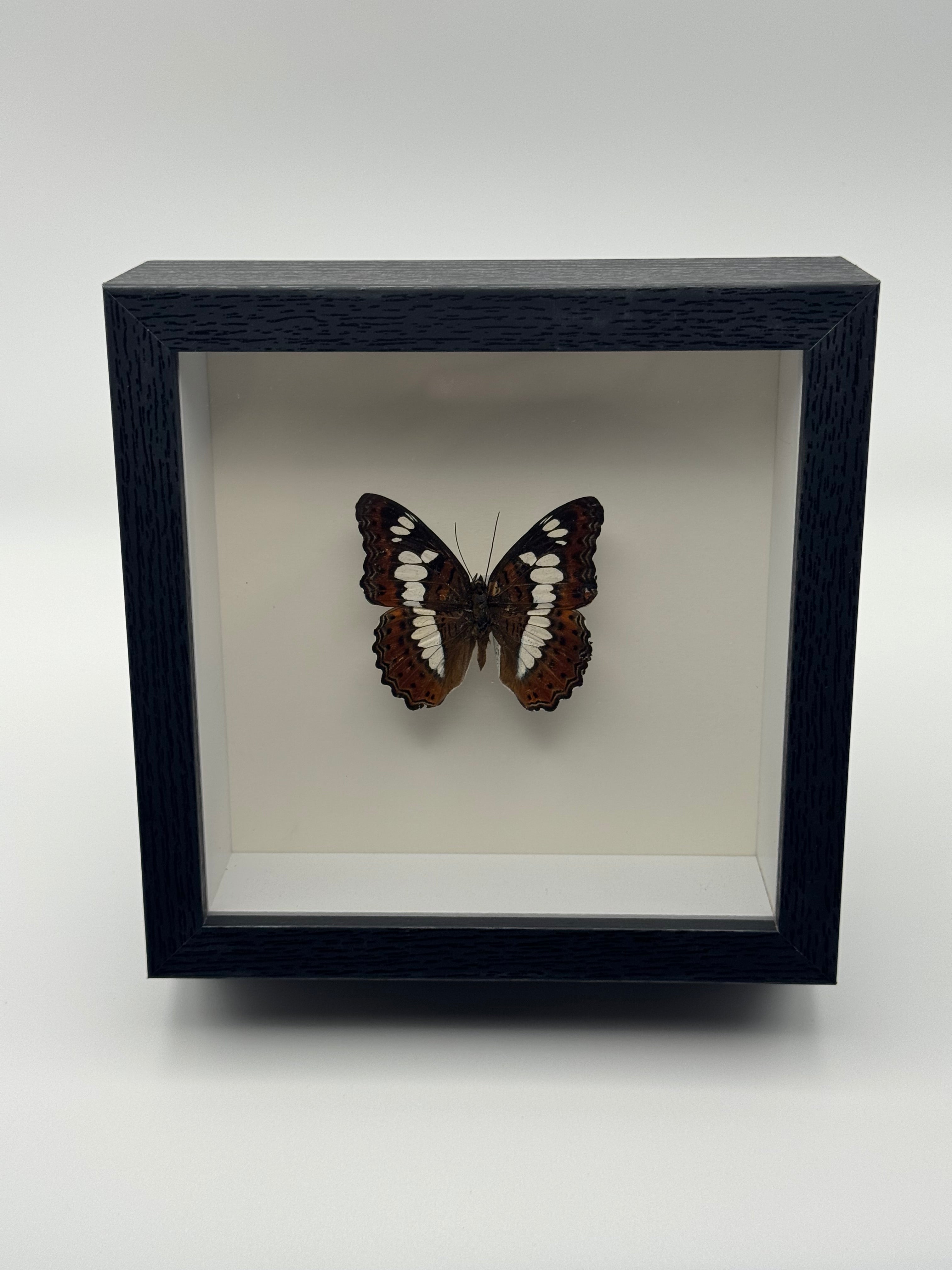 A preserved brown and white Commander butterfly mounted inside a black shadow box display with a white interior, photographed straight on against a clean light gray background.