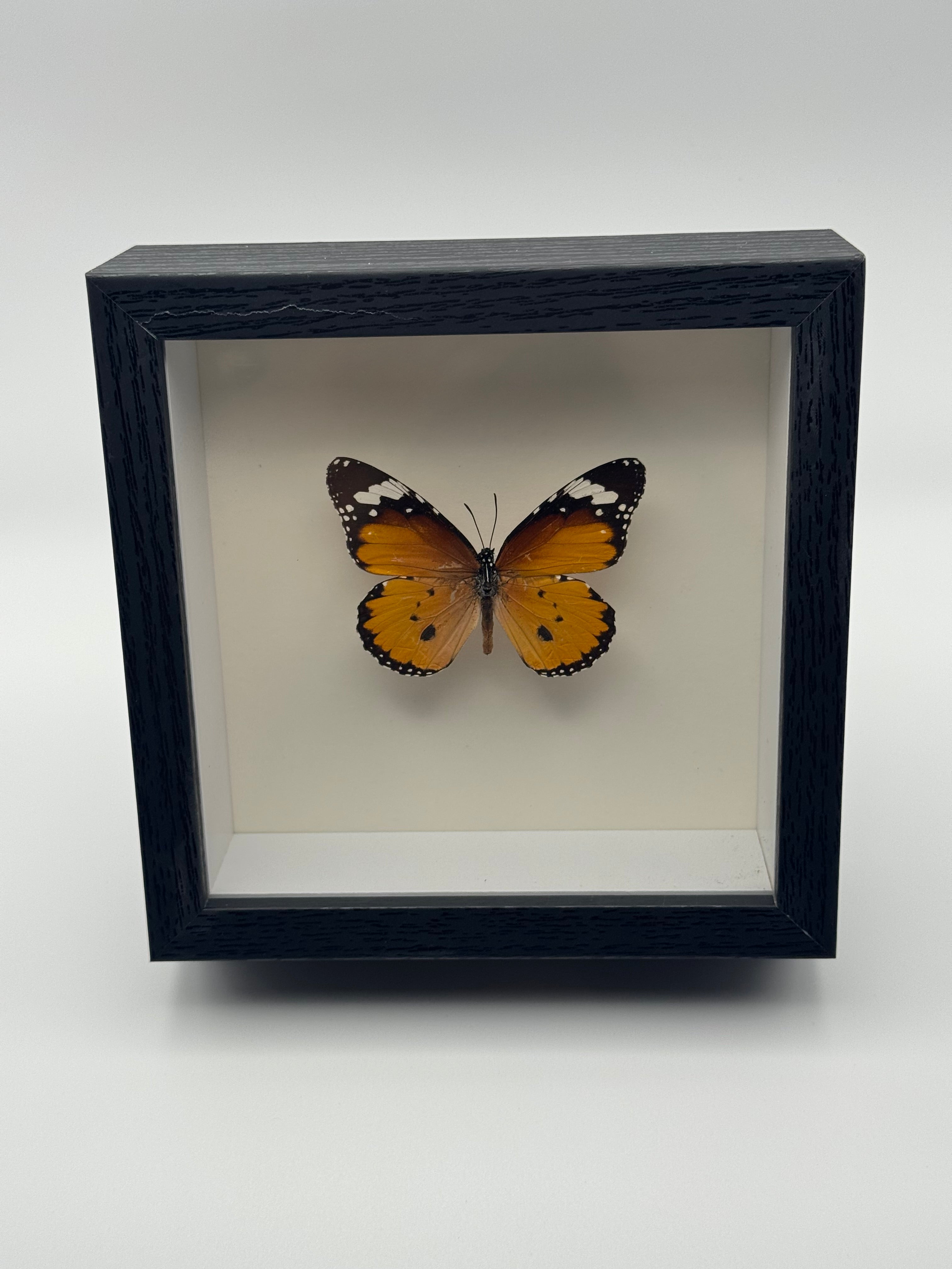 A preserved orange Orange Tiger butterfly with black-and-white wingtips mounted inside a black shadow box display with a white interior, photographed straight on against a clean light gray background.