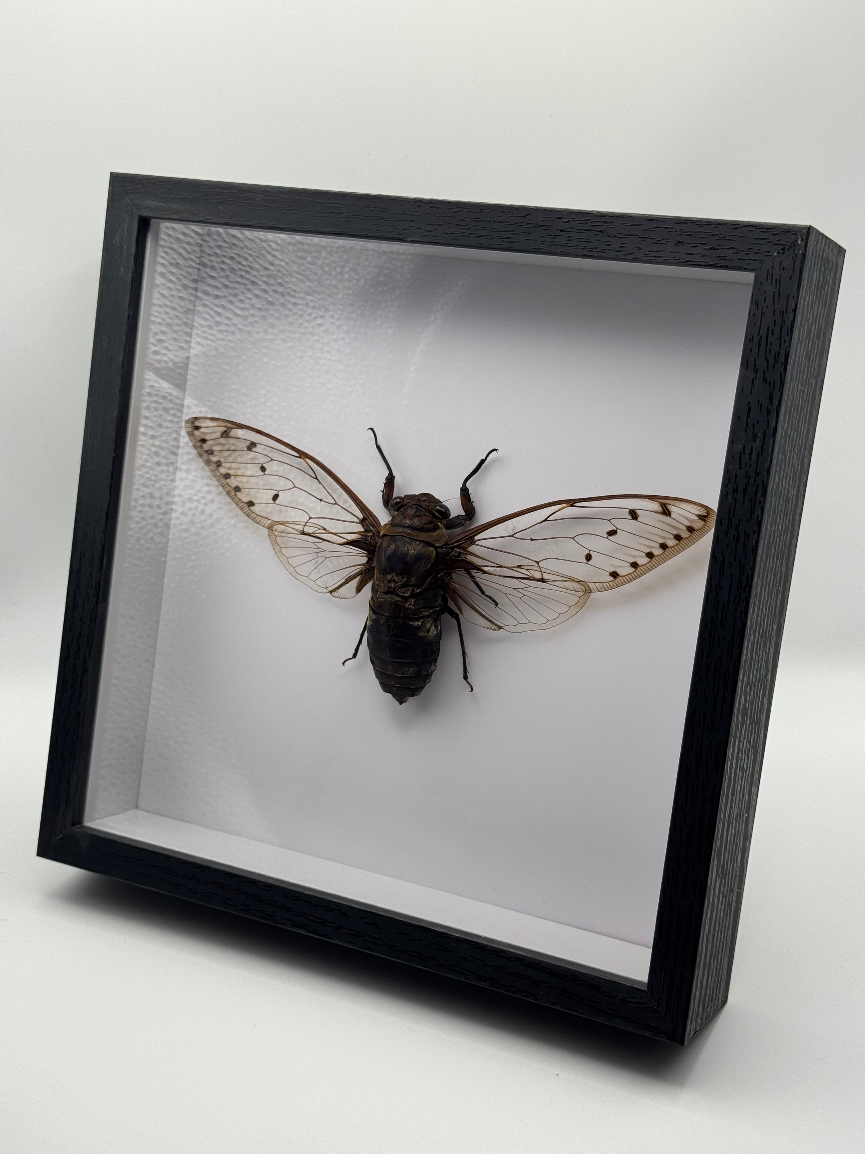 Empress Cicada
