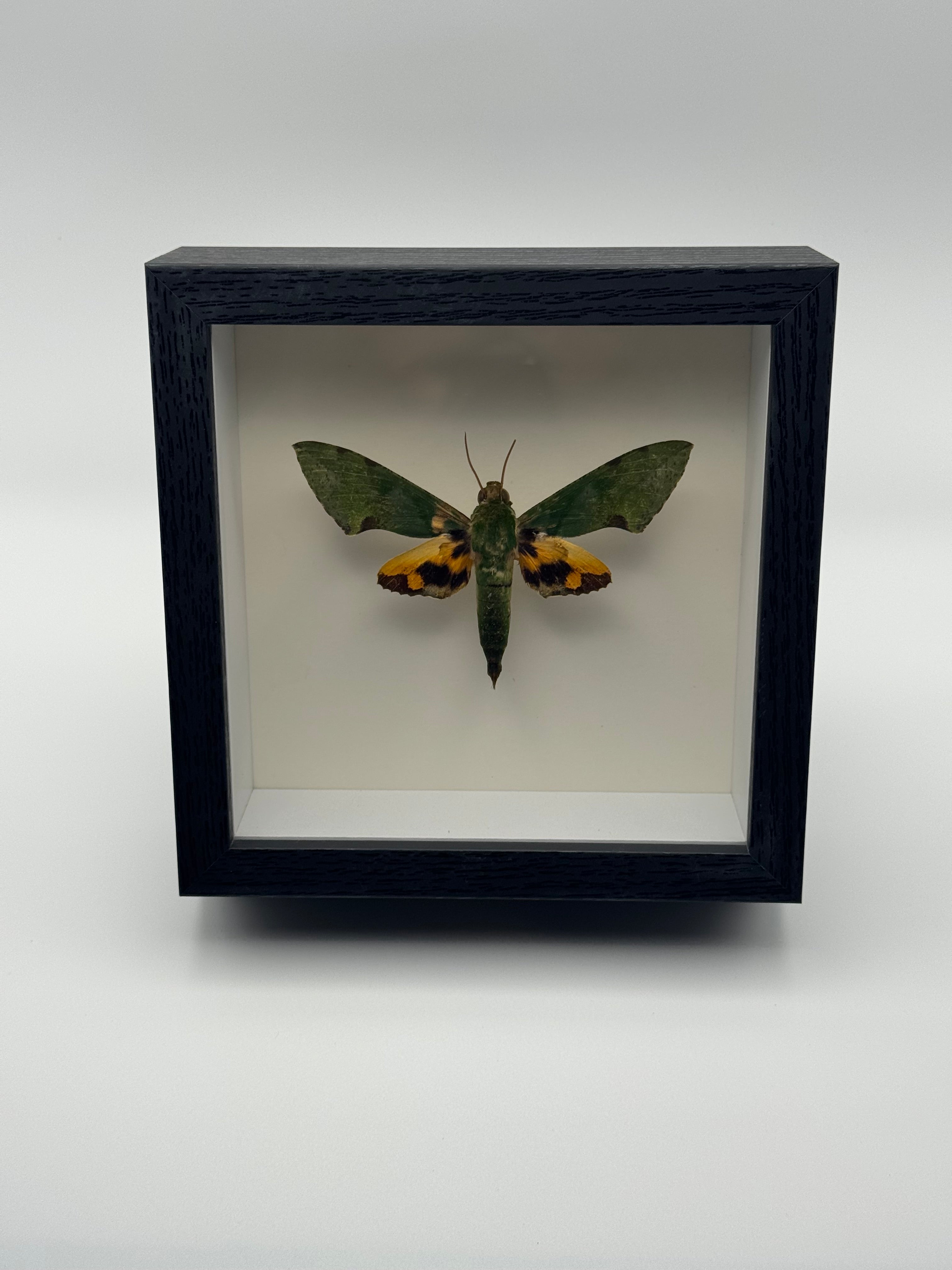 A preserved green and orange Verdant Hawkmoth mounted inside a black shadow box display with a white interior, photographed straight on against a clean light gray background.