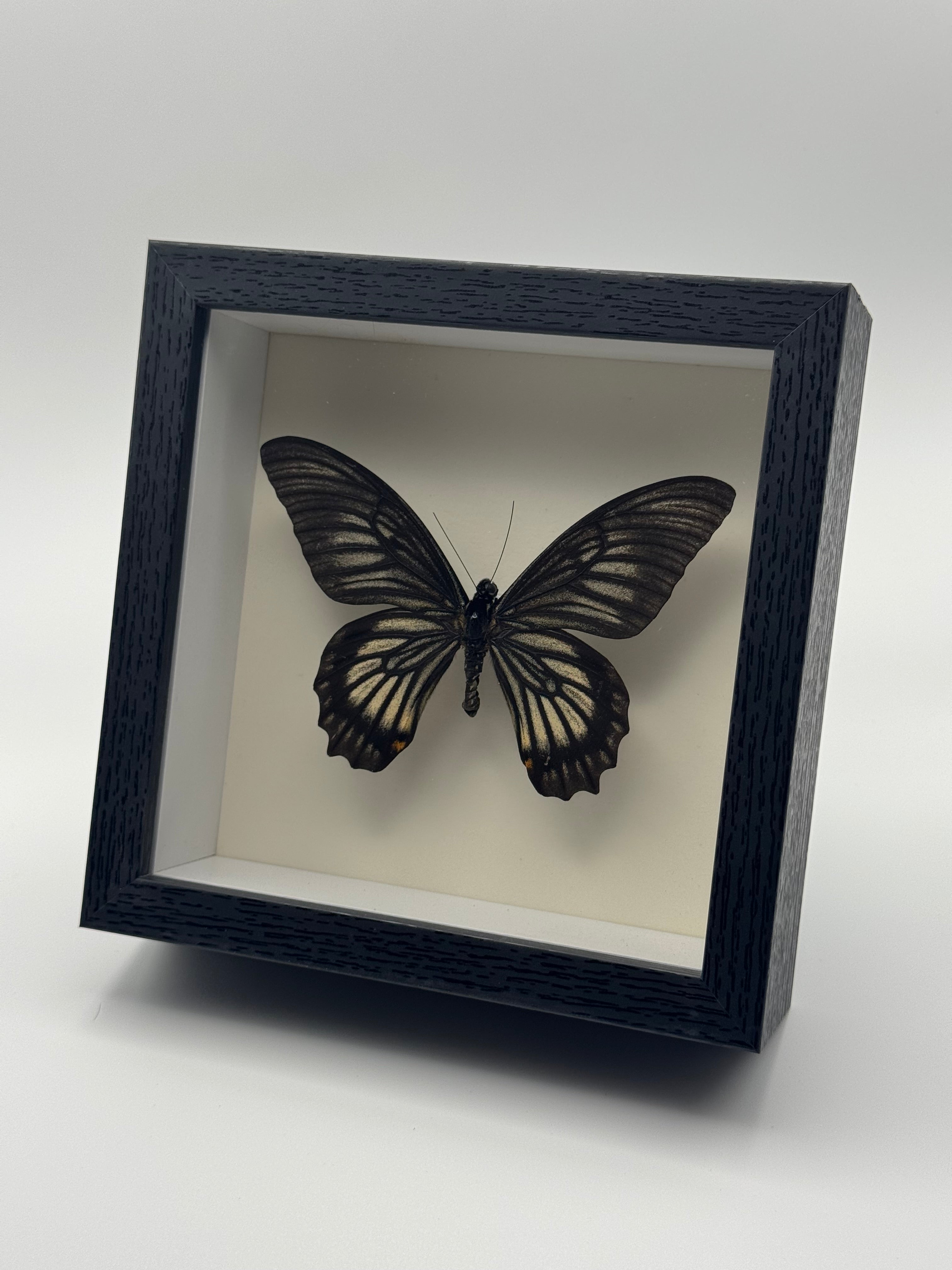 A preserved dark Ghost Swallowtail with pale streaked wings mounted inside a square black shadow box frame with a white interior, shown at an angle against a plain light gray background.