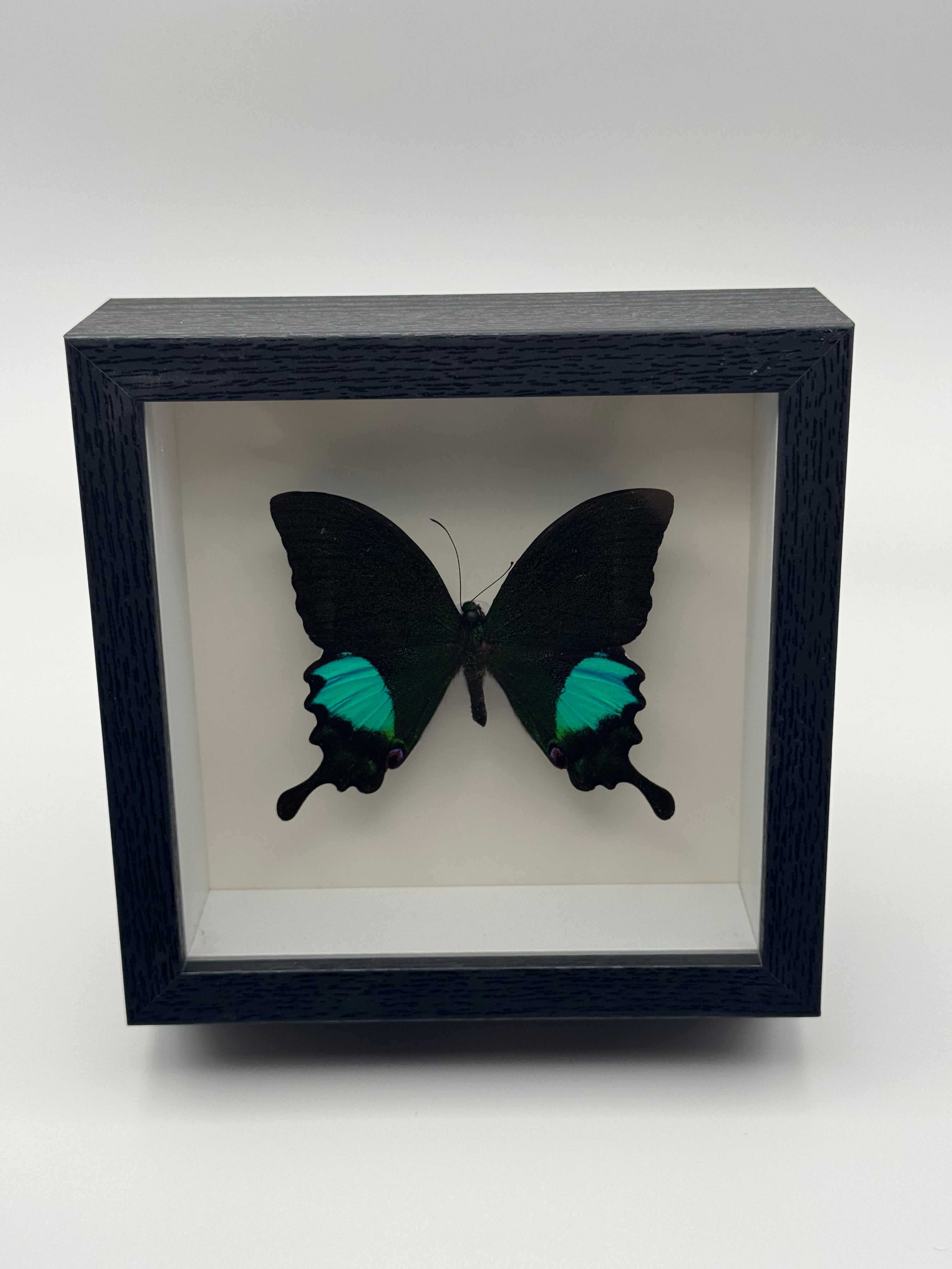 A preserved black Karna Peacock Swallowtail with turquoise hindwing patches mounted inside a black shadow box display with a white interior, photographed straight on against a clean light gray background.