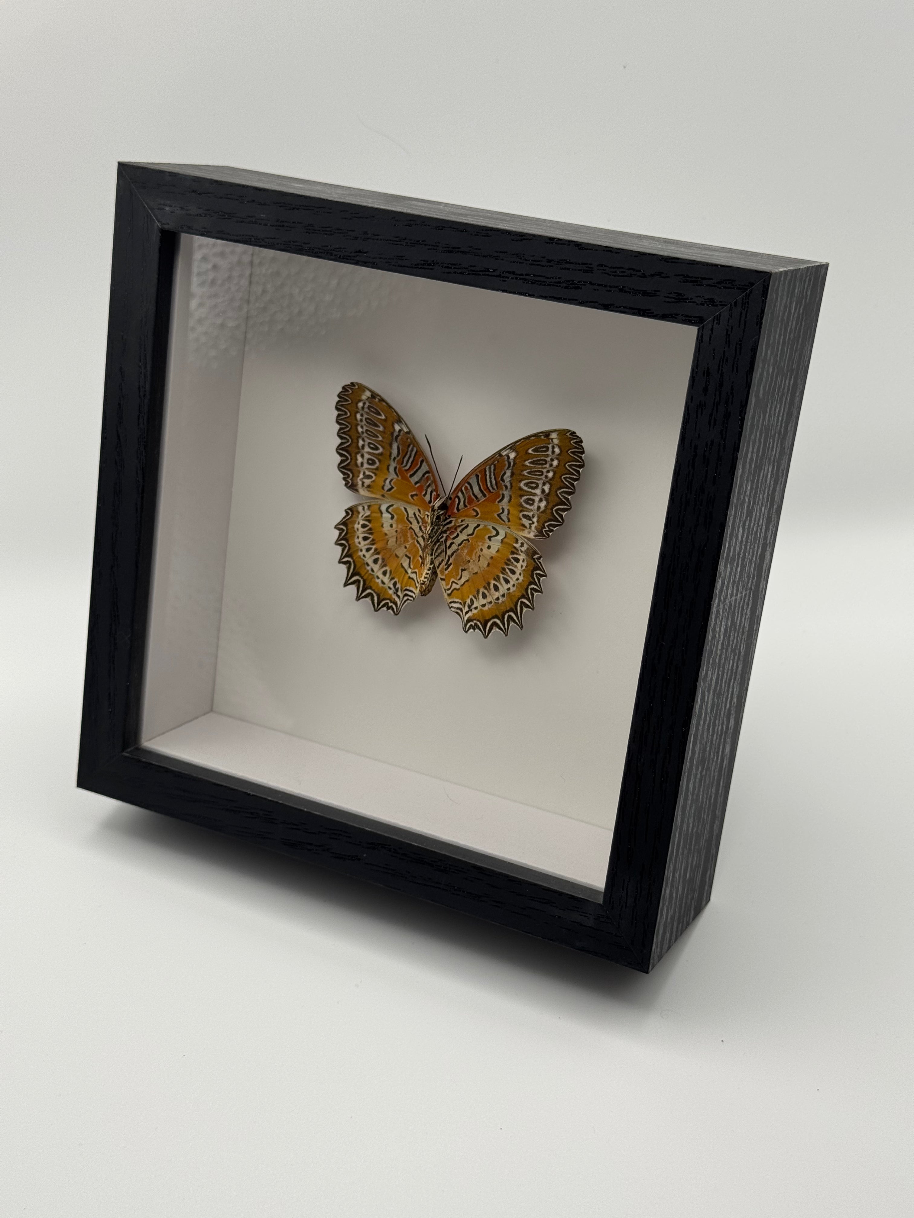 Red Lacewing Butterfly