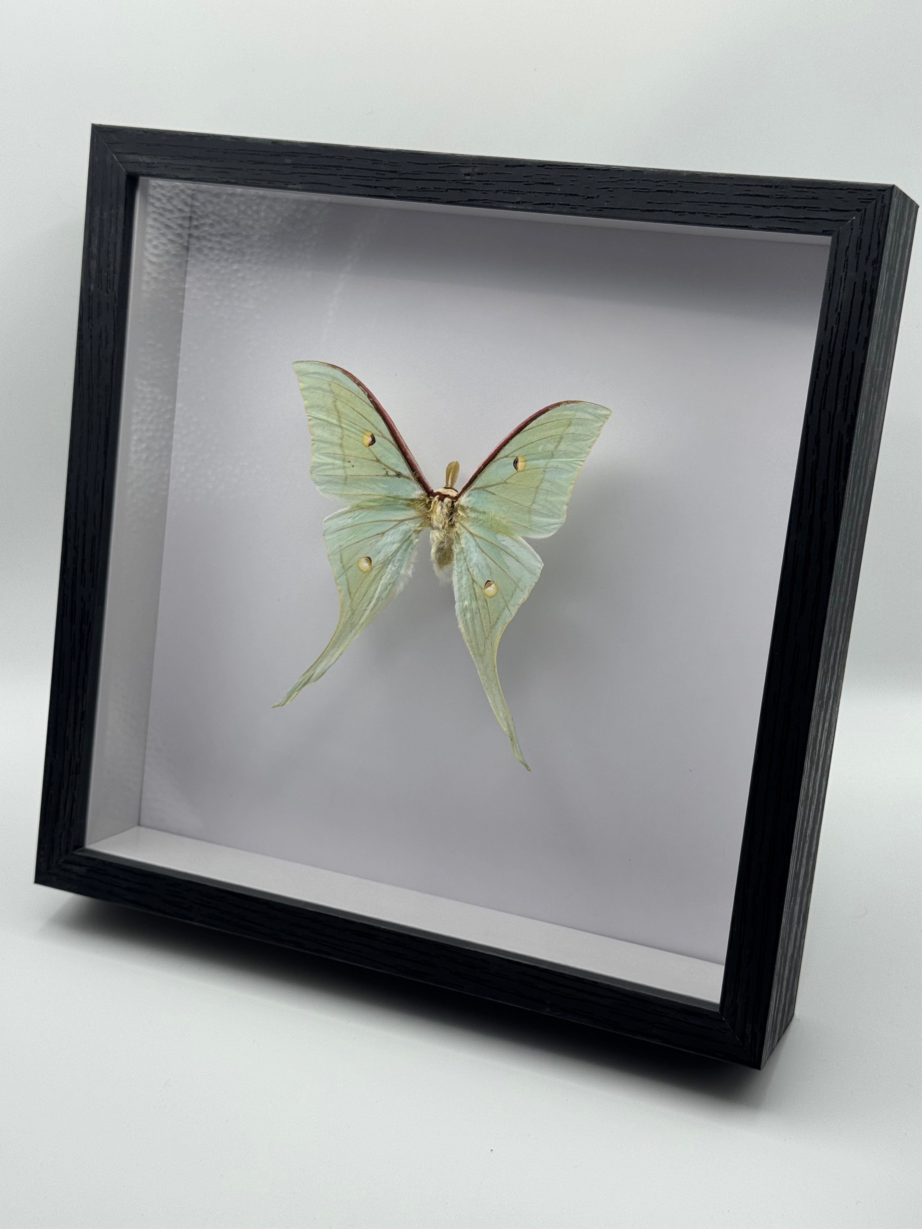 Luna Moth