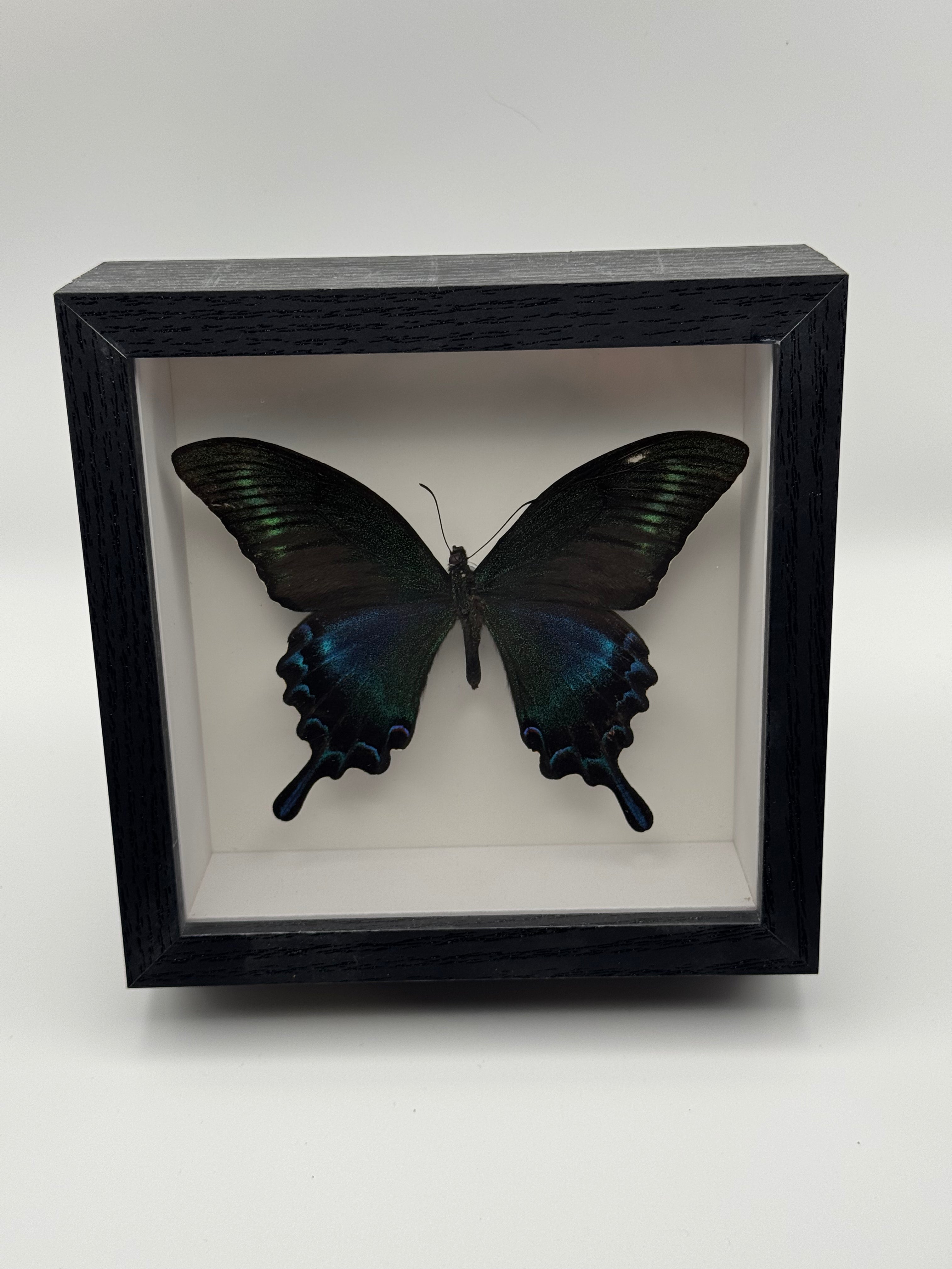 A preserved butterfly specimen mounted inside a black shadow box frame with a white interior, photographed against a plain light background.