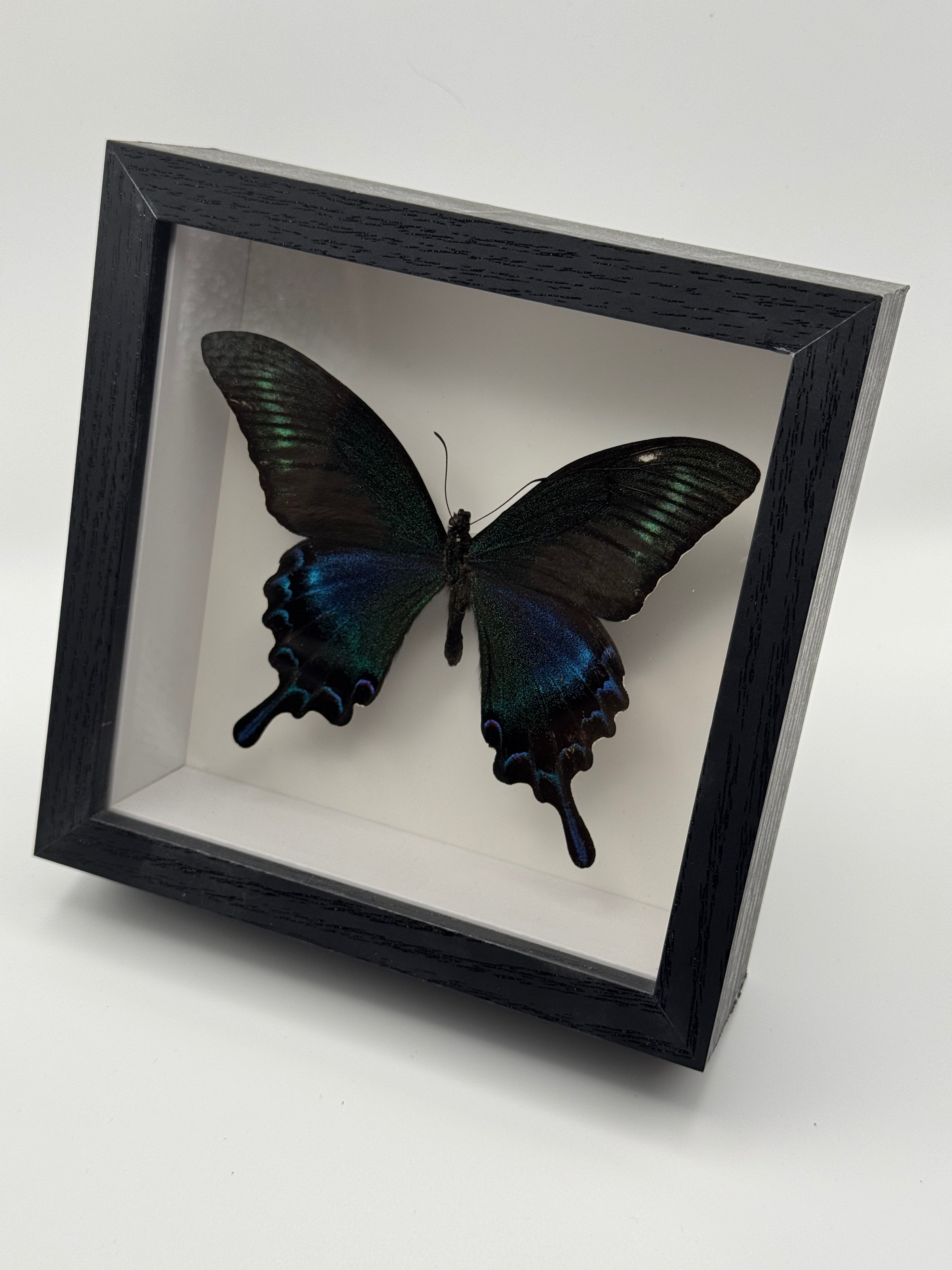 A preserved butterfly taxidermy display inside a black shadow box frame, photographed on a clean white background.