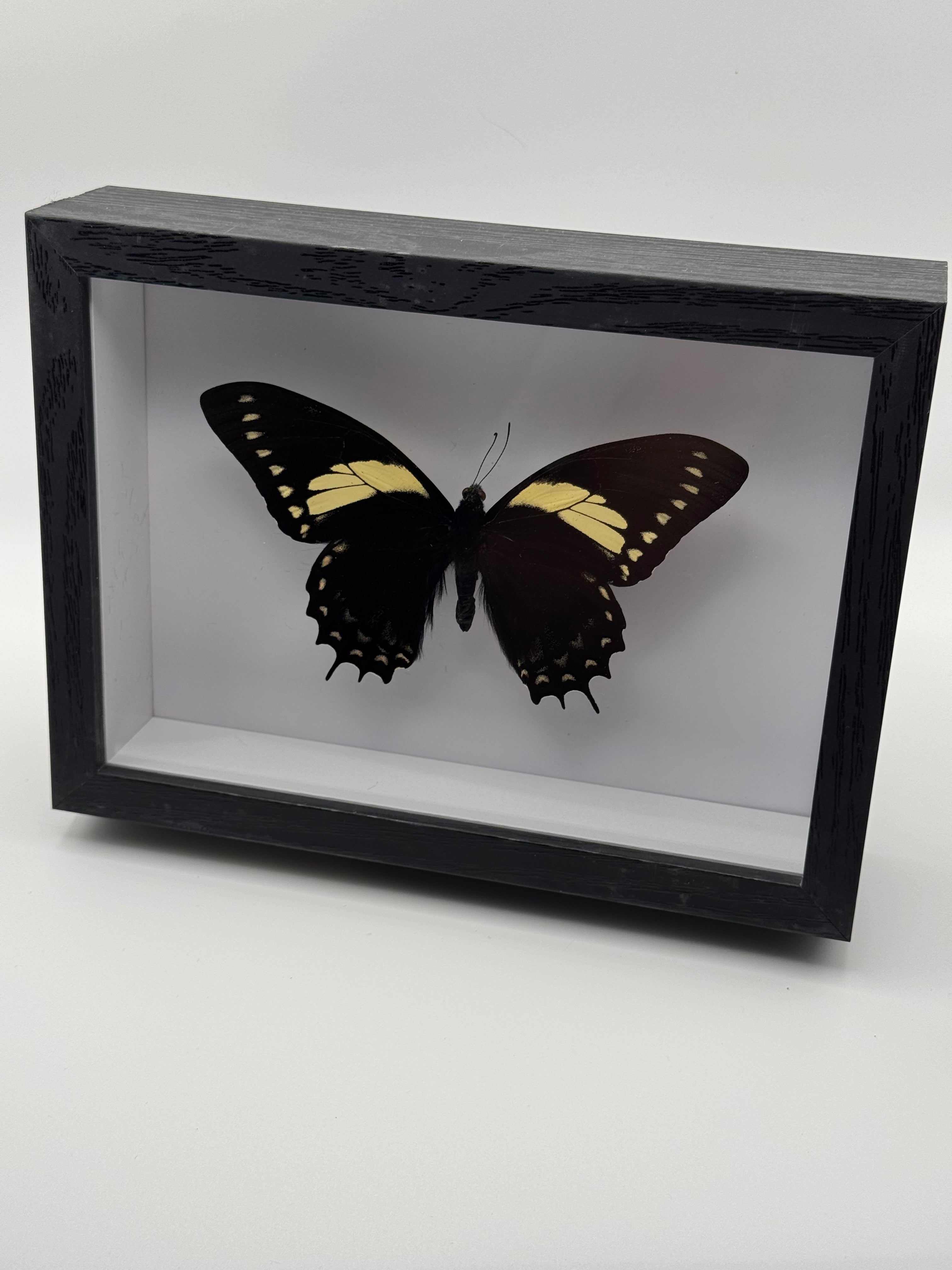 A black shadow box display frame containing a preserved butterfly specimen with black wings and yellow bands, photographed on a light gray background.