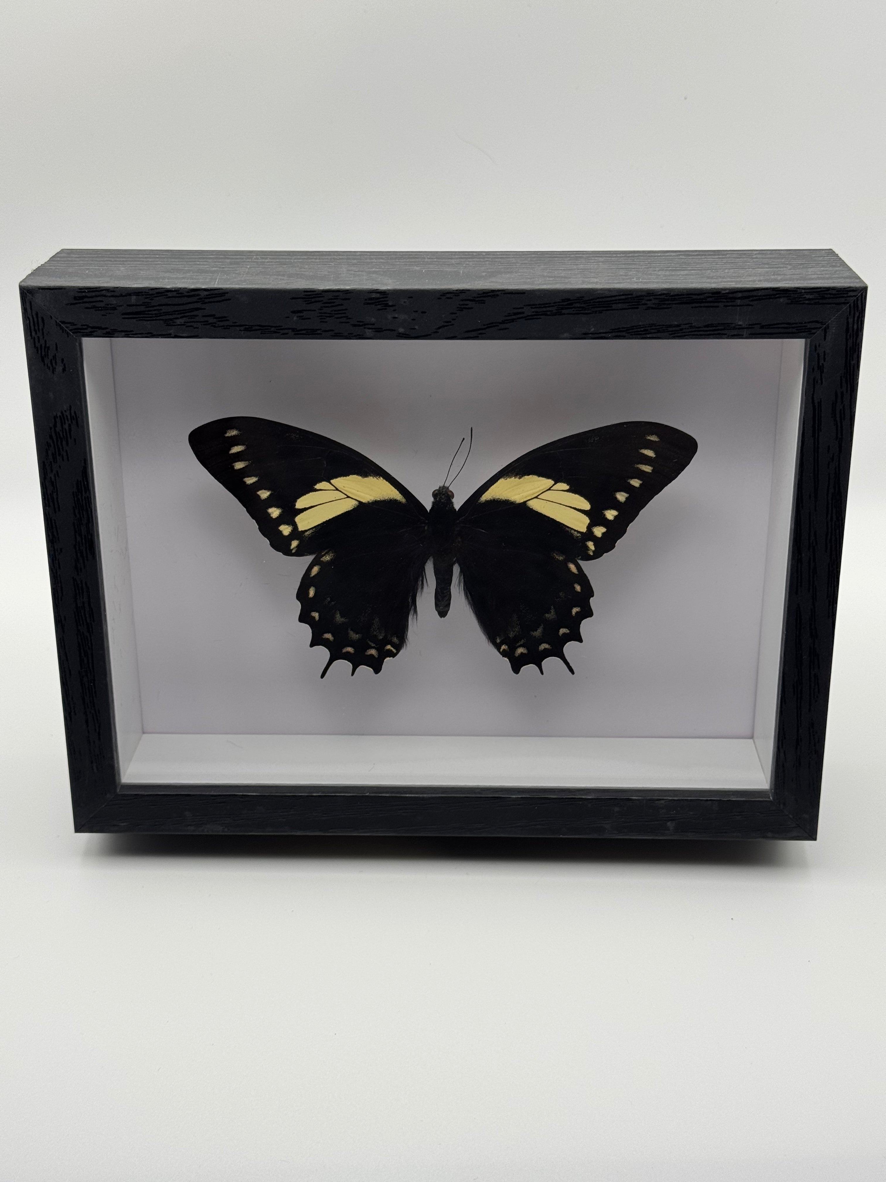 A black shadow box display case containing a preserved butterfly specimen with black wings and yellow bands, photographed against a plain light gray background.