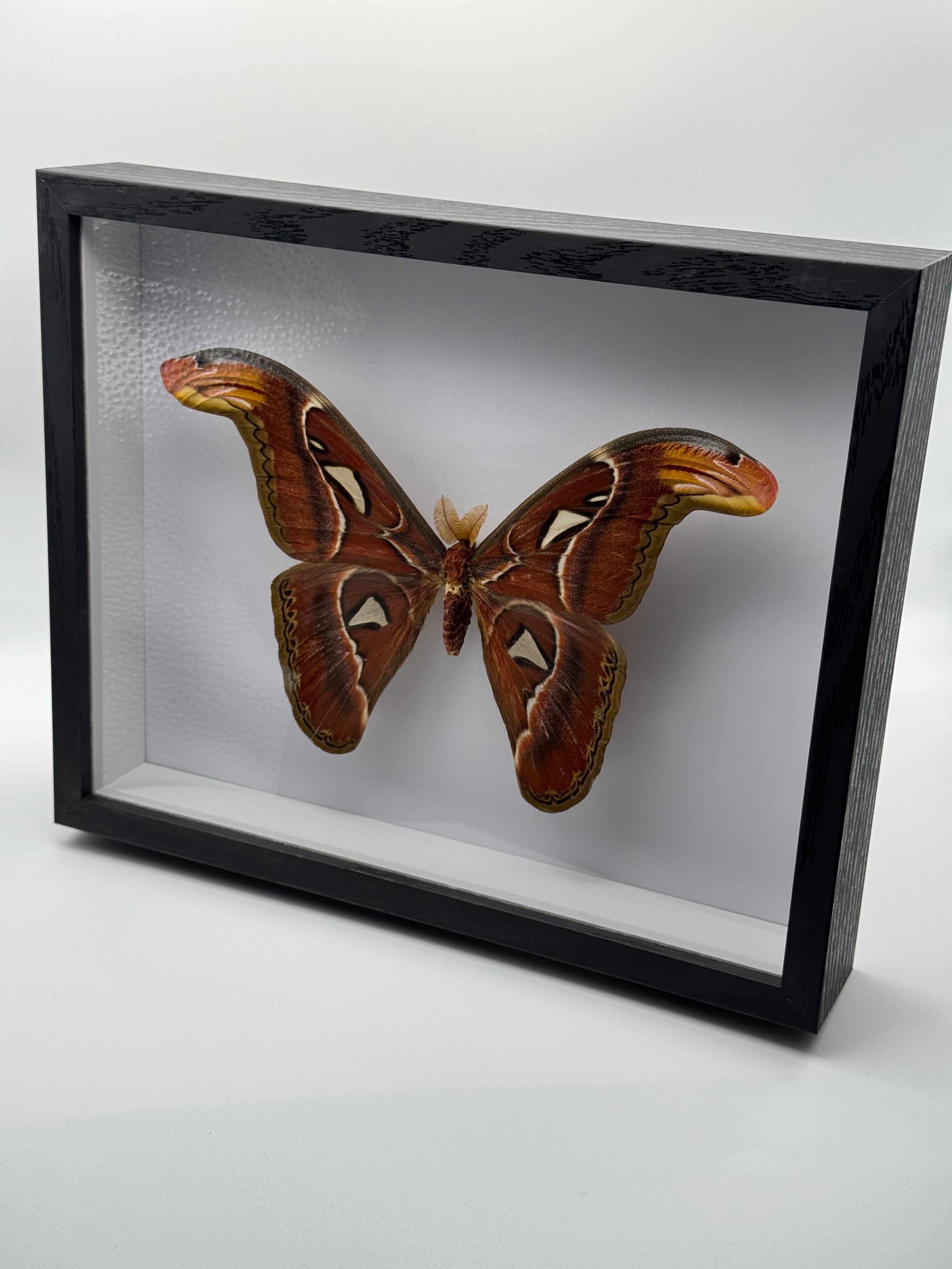 A preserved butterfly specimen mounted inside a black shadow box frame with a clear front cover, photographed on a light gray studio background.