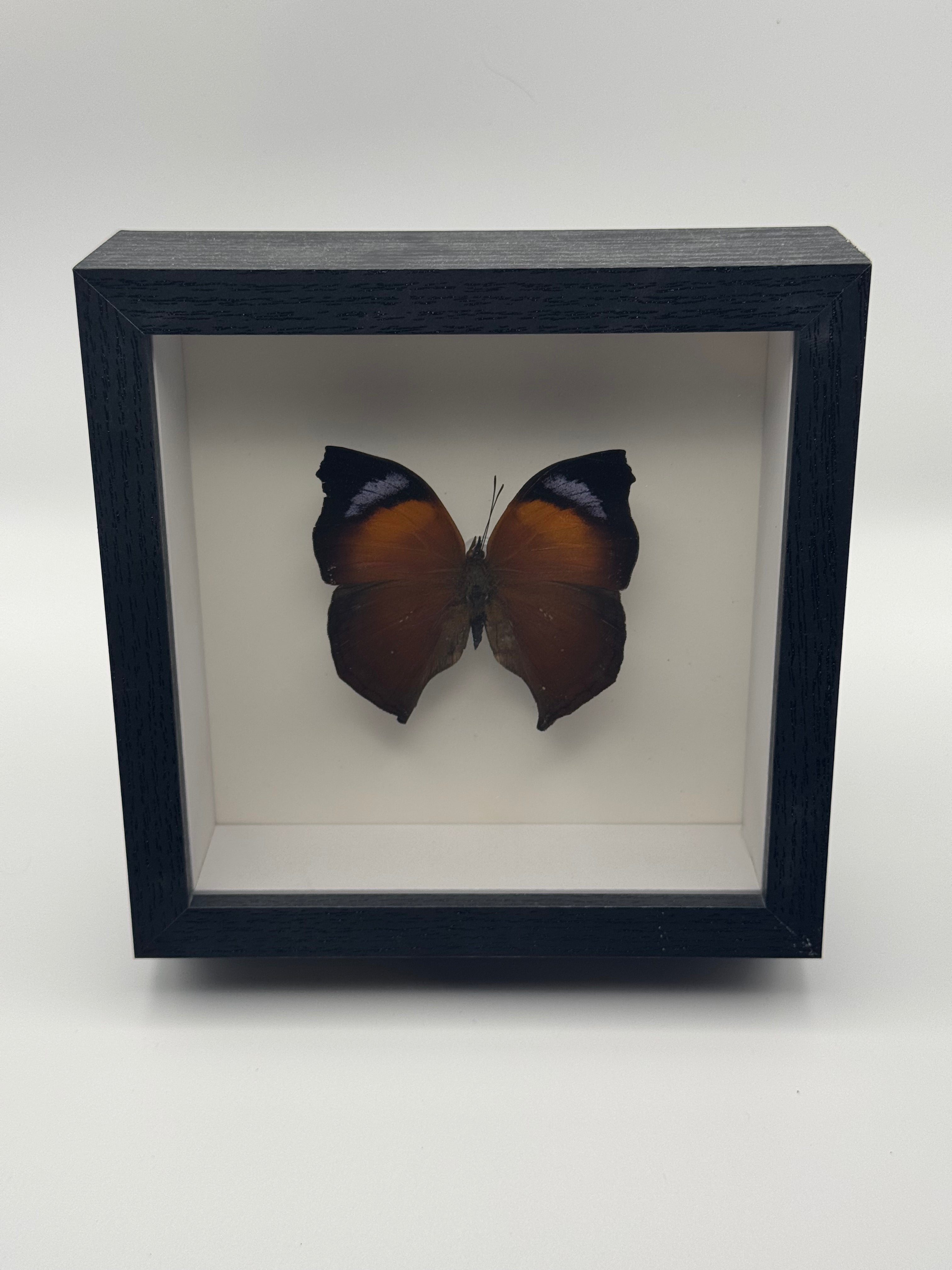 A preserved Autumn Leaf Butterfly mounted inside a black shadow box frame with a white interior, photographed against a plain light gray background.