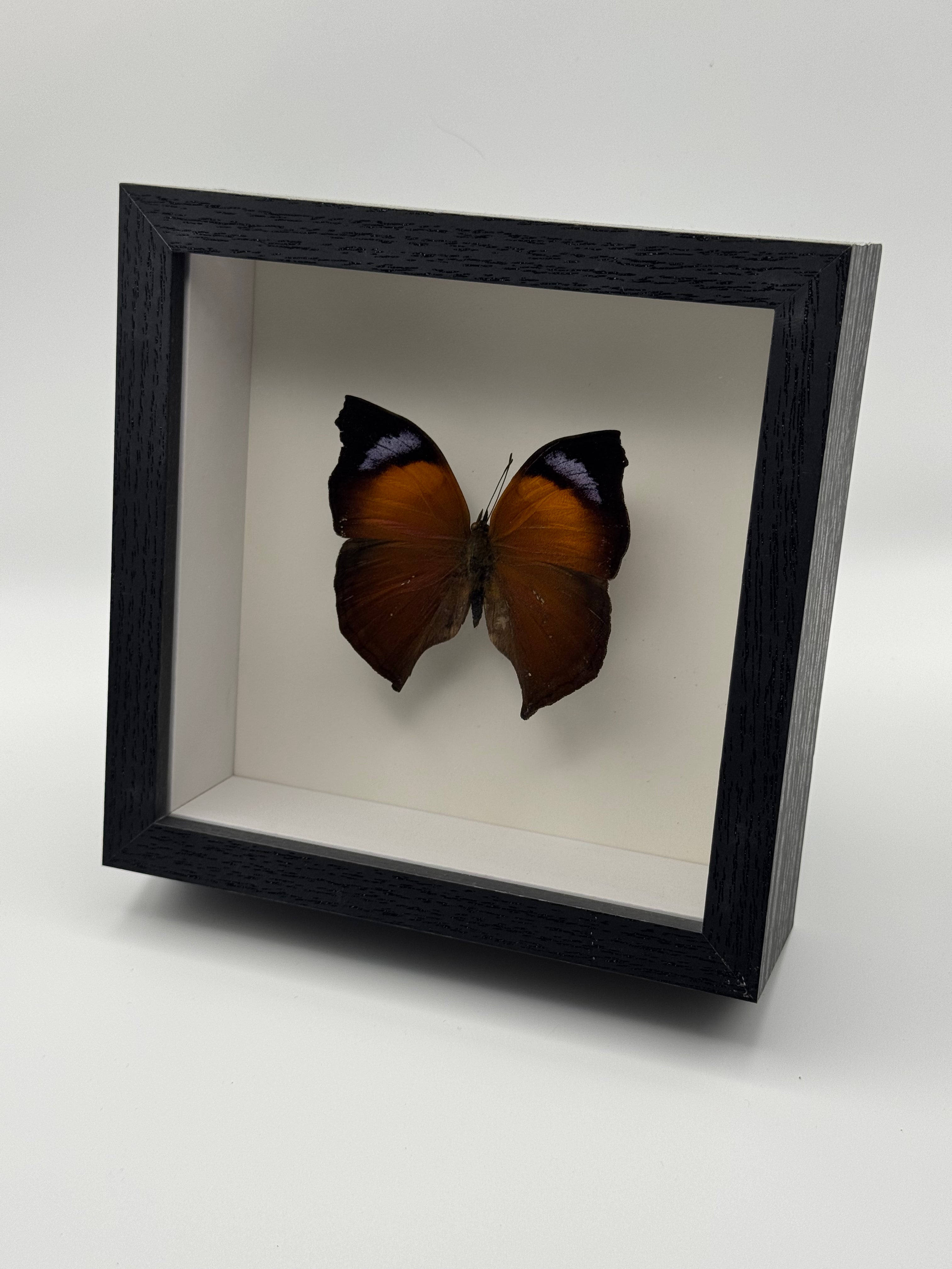 A preserved Autumn Leaf Butterfly mounted inside a black shadow box display with a white interior, photographed on a clean white background.