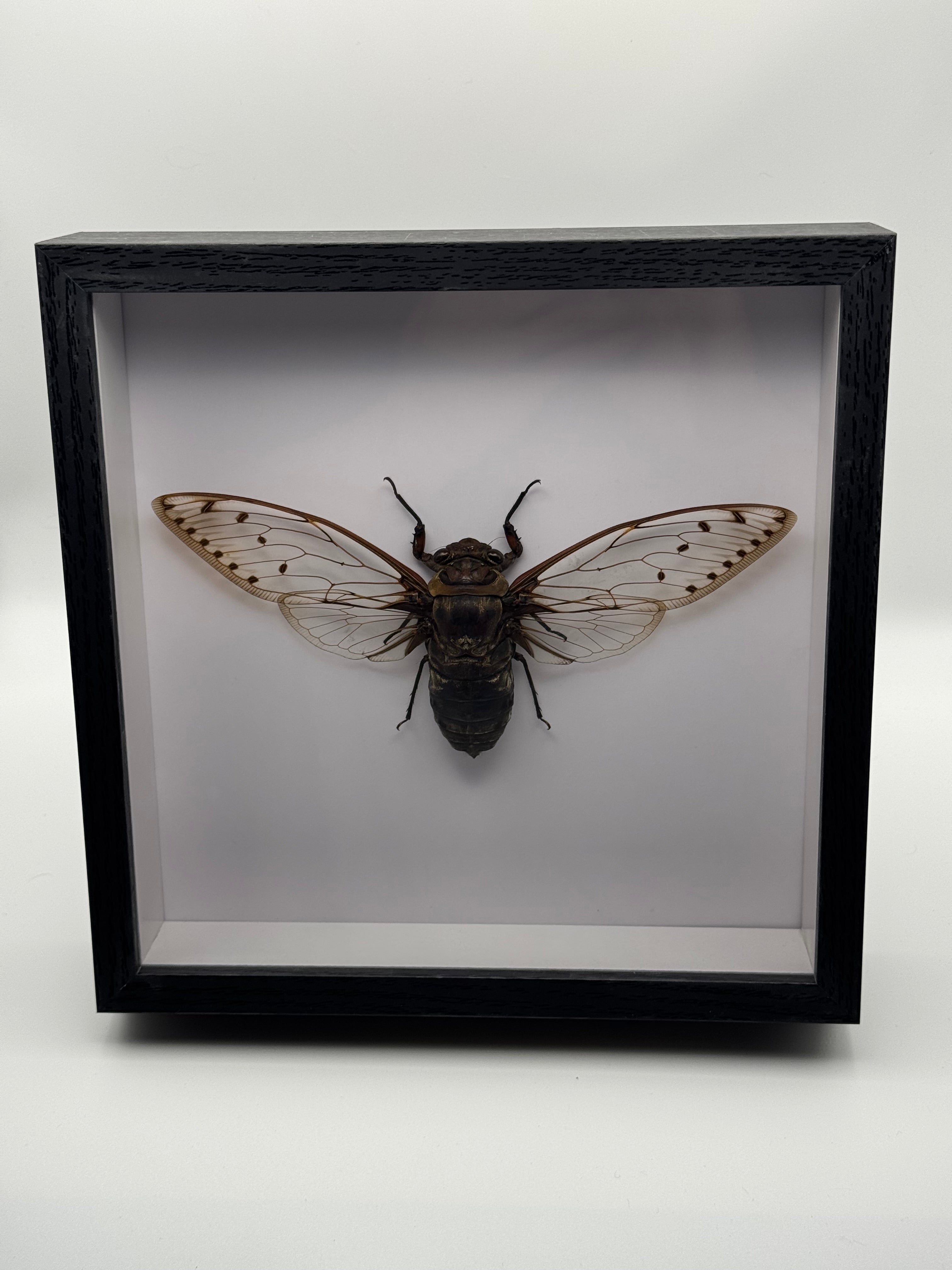 Empress Cicada