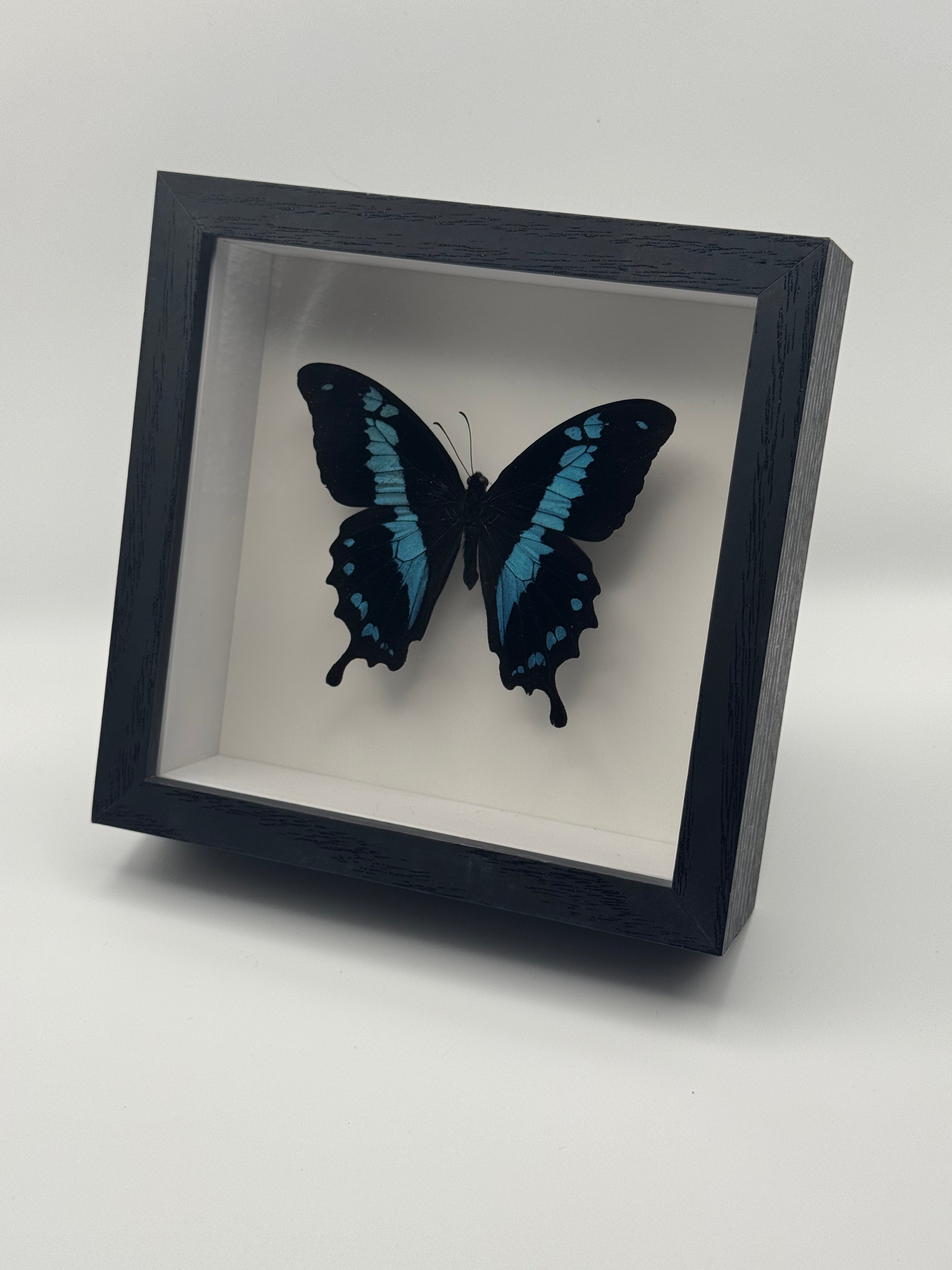 A black shadow box frame displaying a preserved blue and black Blue Banded Swallowtail butterfly specimen on a white background, photographed on a light gray studio surface.