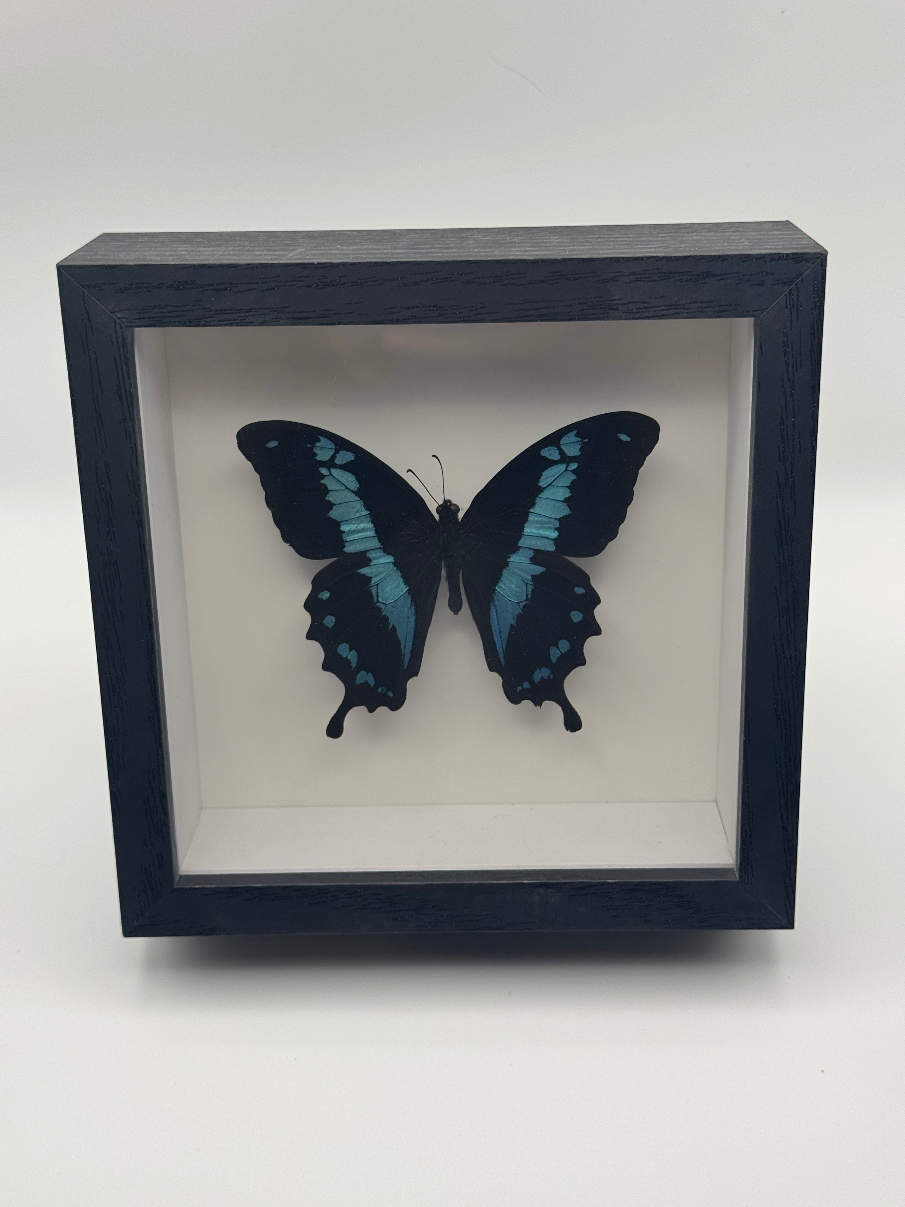 A black shadow box frame displaying a preserved blue and black butterfly specimen on a white background, photographed against a light gray studio backdrop.