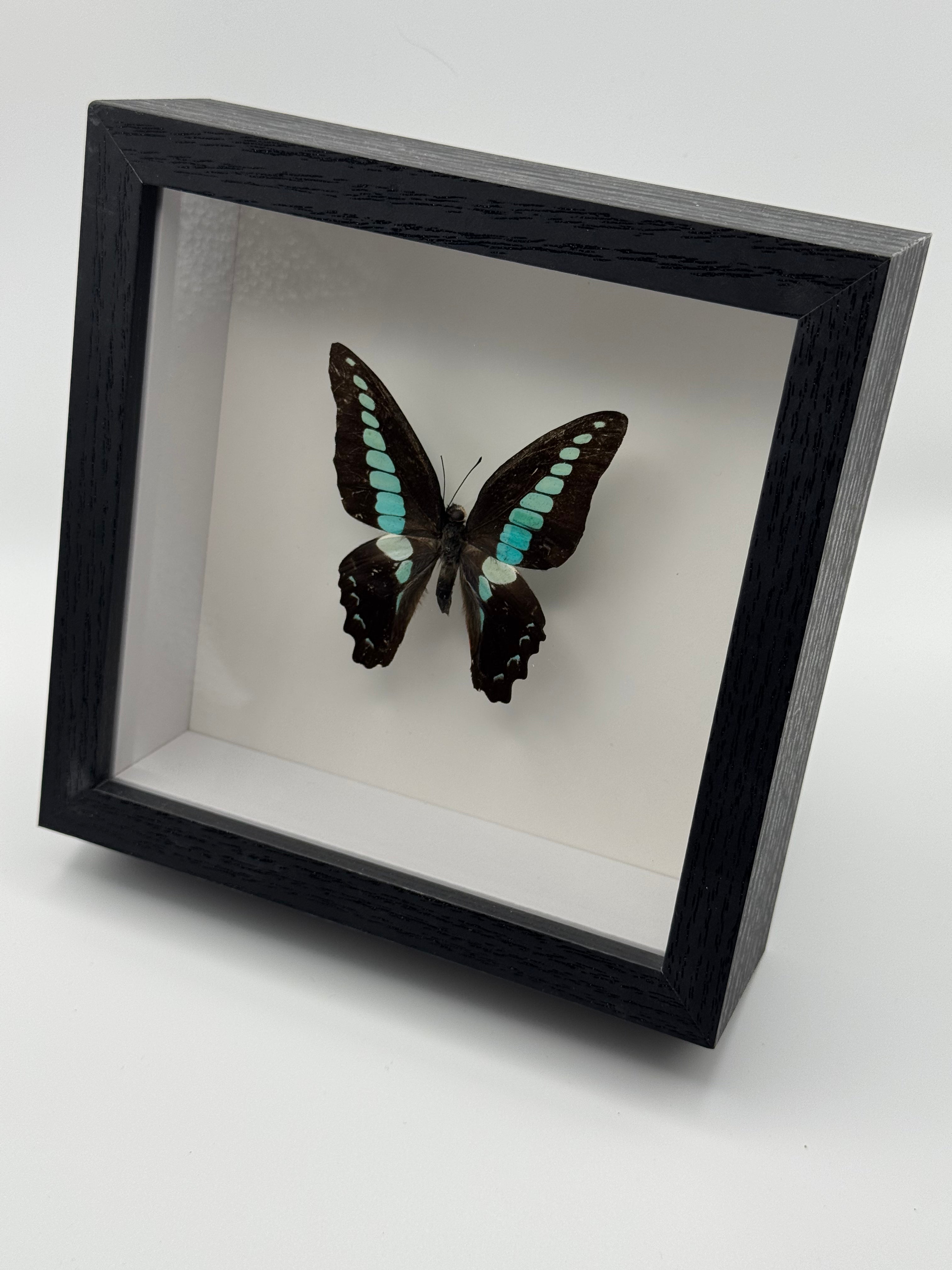 A black wooden shadow box display case containing a preserved Blue Bottle Butterfly with dark wings and bright turquoise-blue bands, photographed on a clean white background.