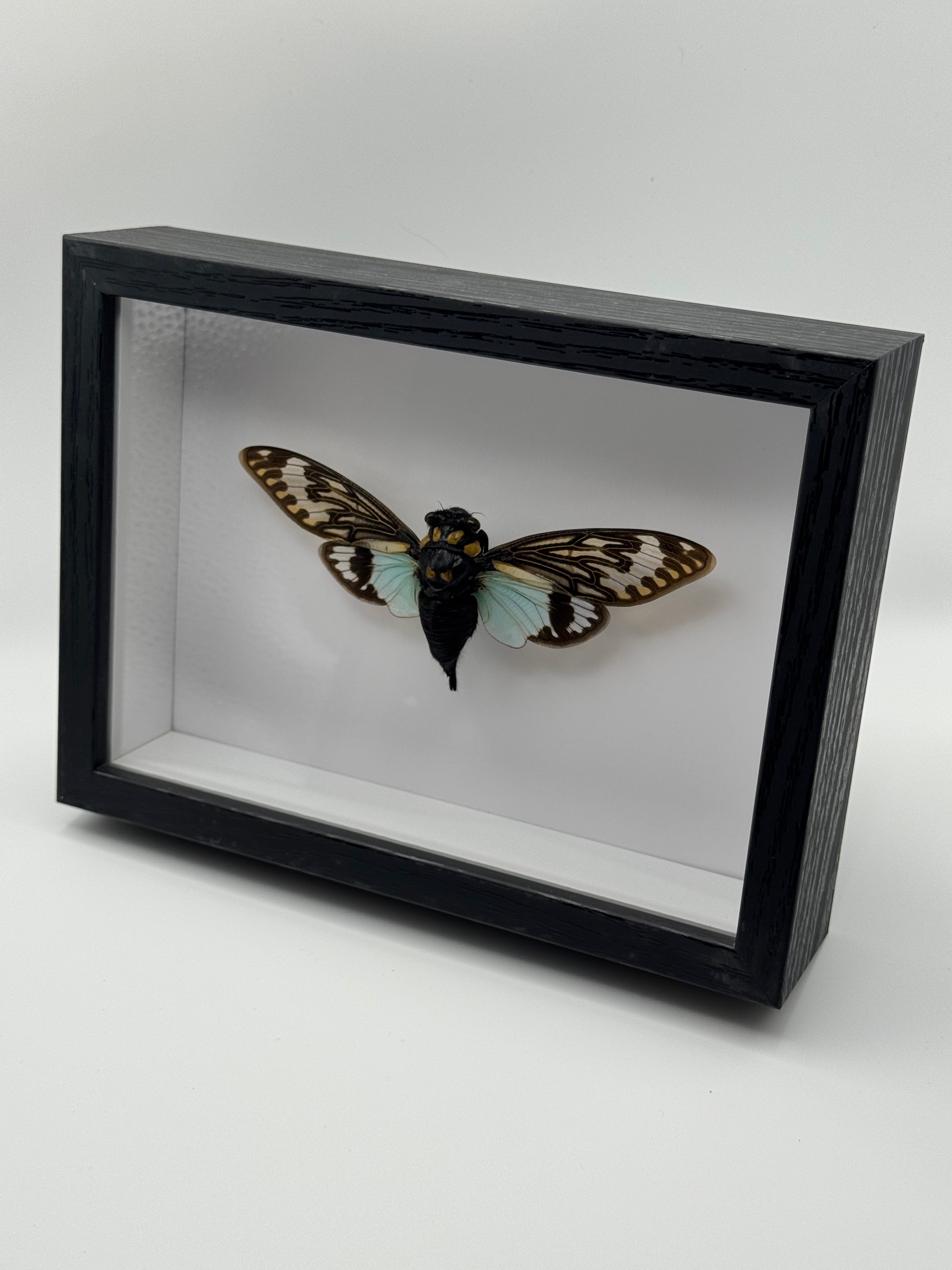 A black shadow box display case containing a preserved Blue Cicada or moth specimen with brown, black, and pale blue wings, photographed on a light gray studio background.