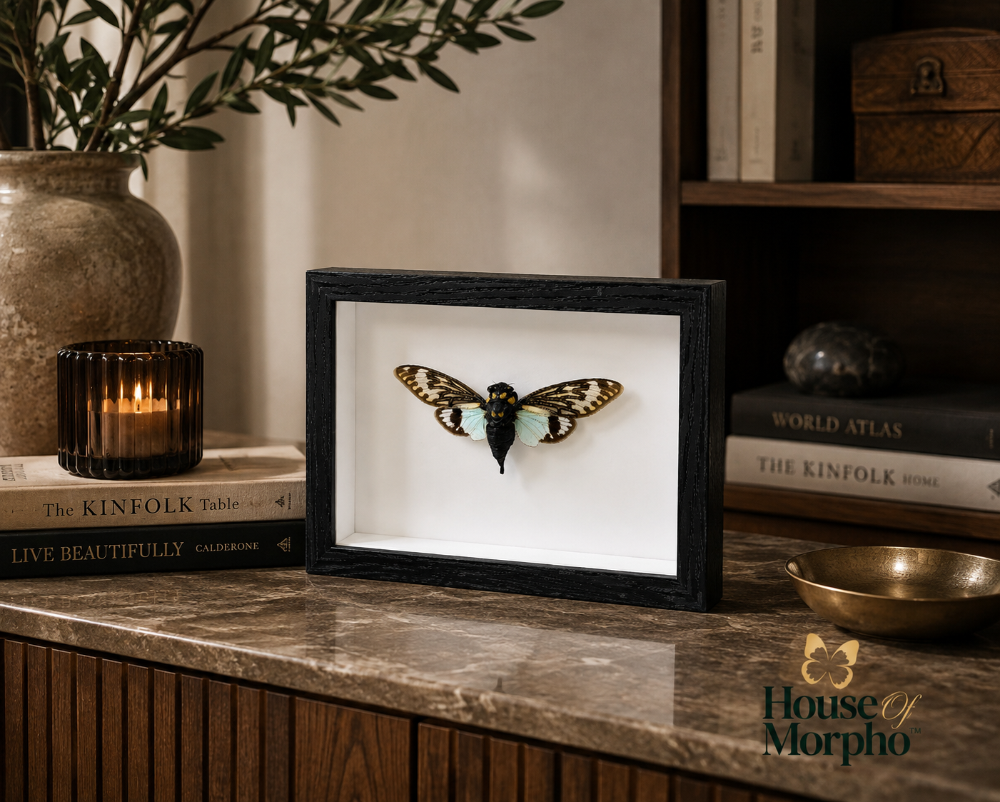 A framed taxidermy moth specimen in a black shadow box frame, displayed on a marble countertop in a styled home interior setting.