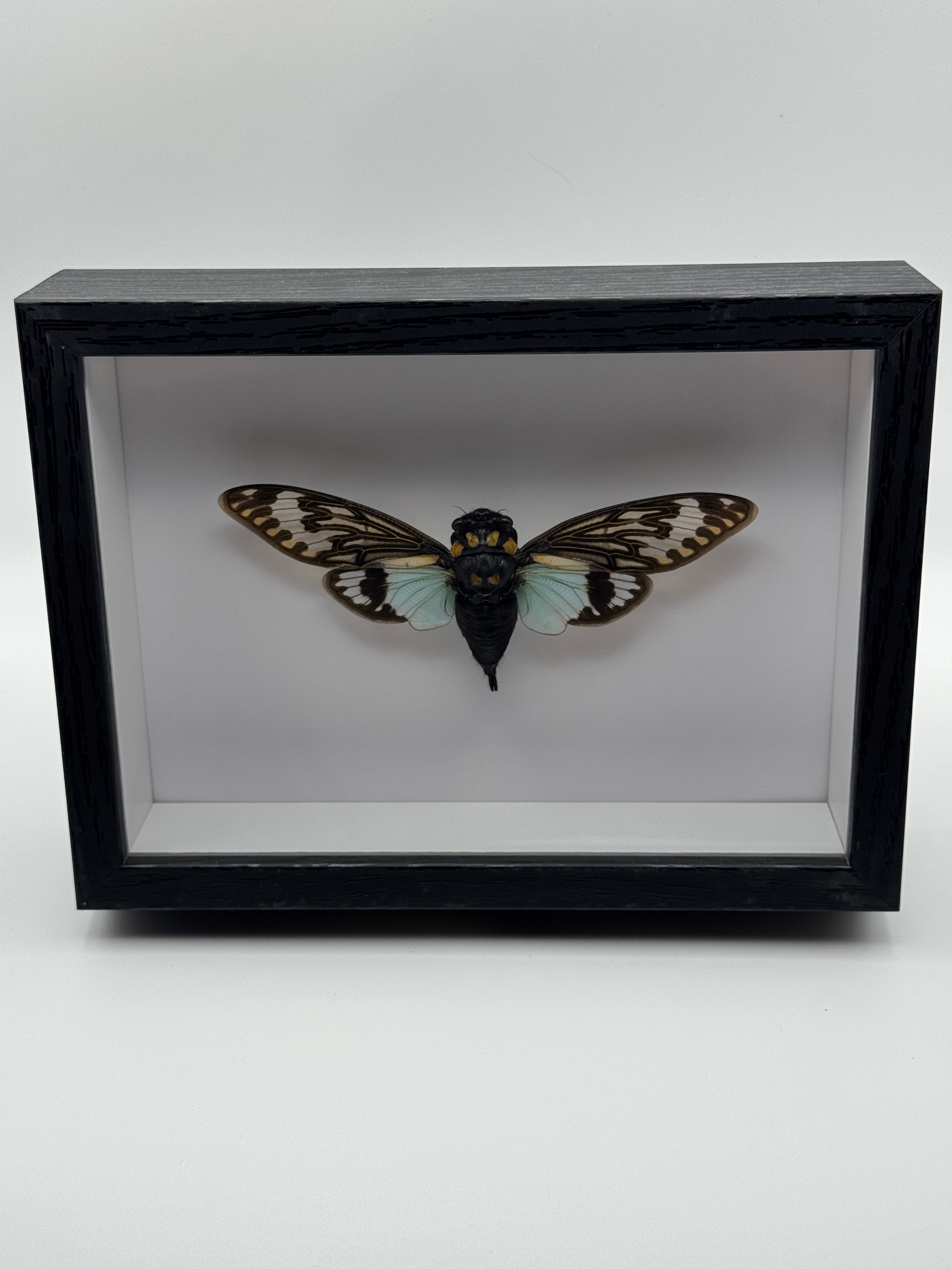 A black shadow box display case containing a preserved Blue Cicada moth specimen with patterned brown and black wings and pale blue-green lower wings, photographed against a light gray studio background.