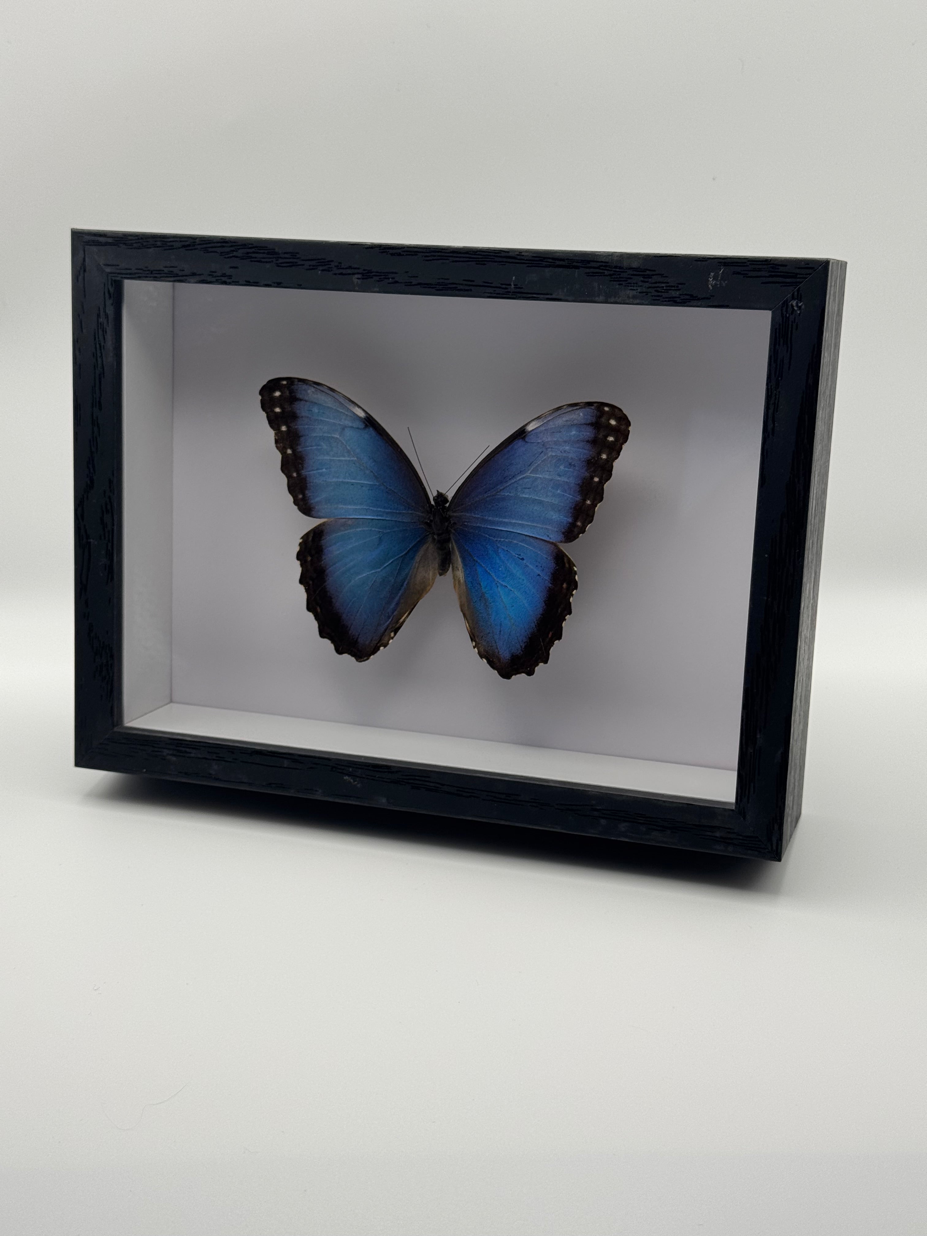 A preserved blue morpho butterfly mounted inside a black shadow box frame, shown against a plain light gray background.