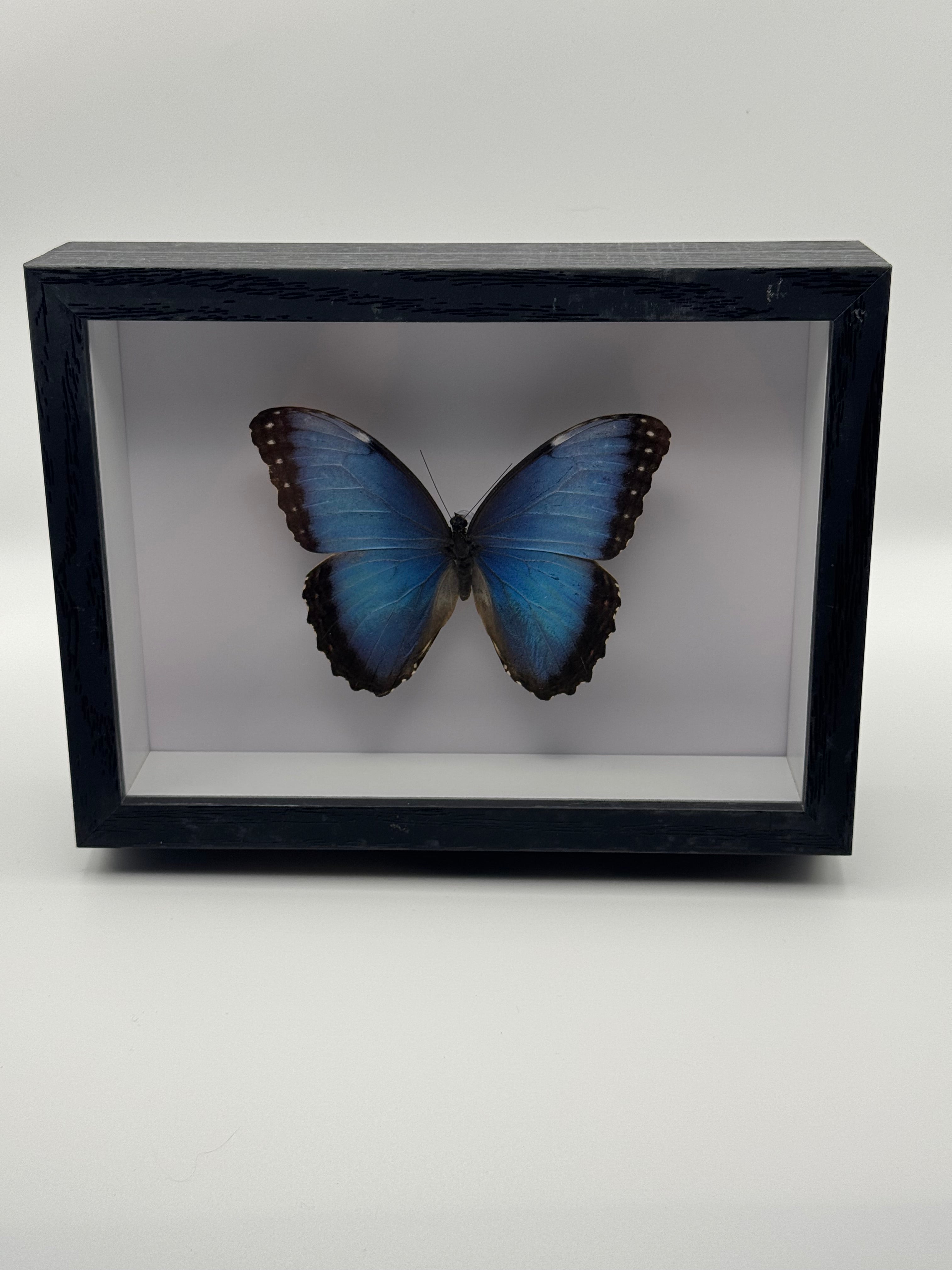 A preserved blue morpho butterfly mounted inside a black shadow box display frame, photographed against a plain light gray background.