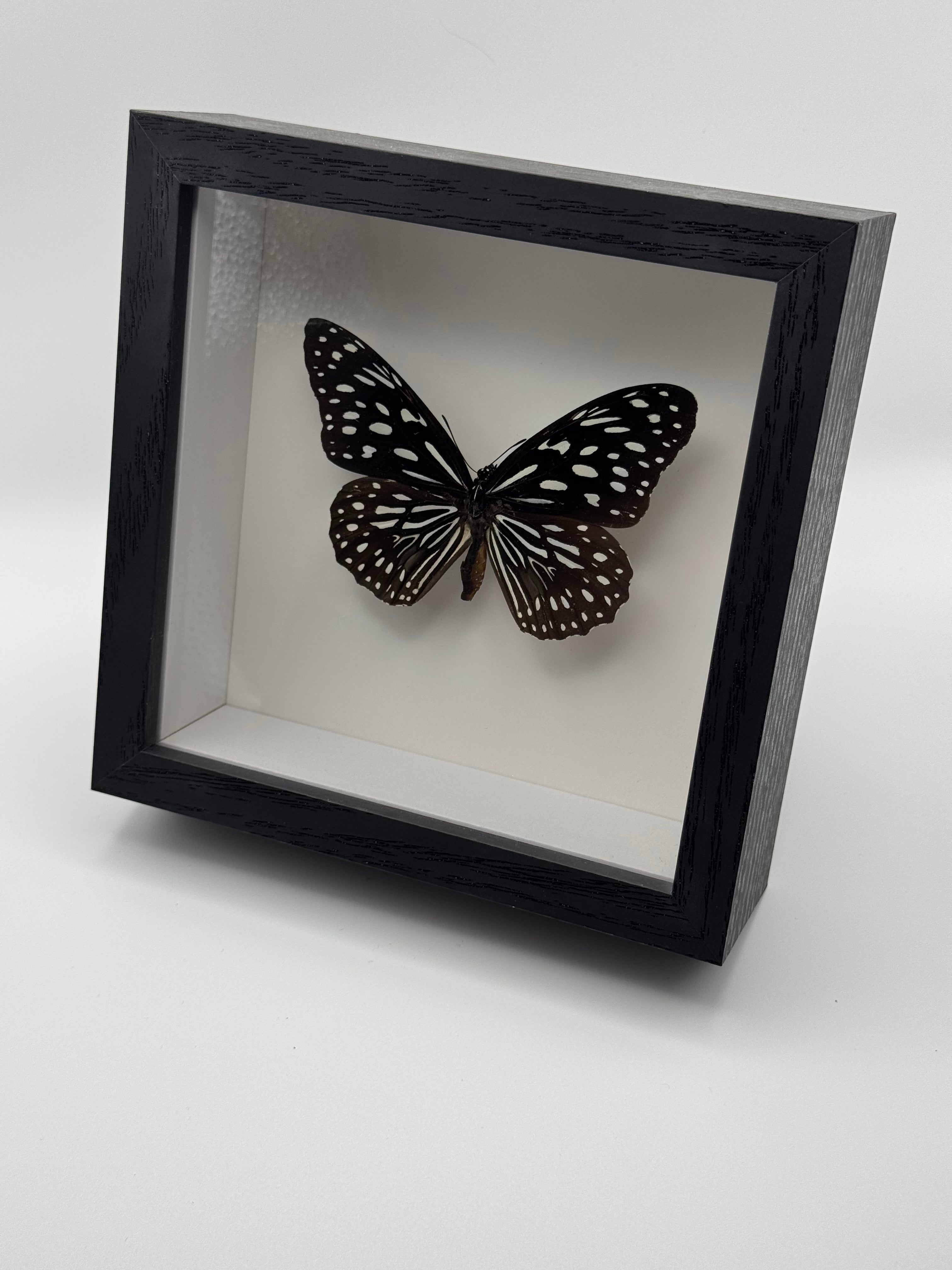 A black shadow box frame displaying a Blue Tiger Butterfly mounted on a white background, photographed on a clean white surface.