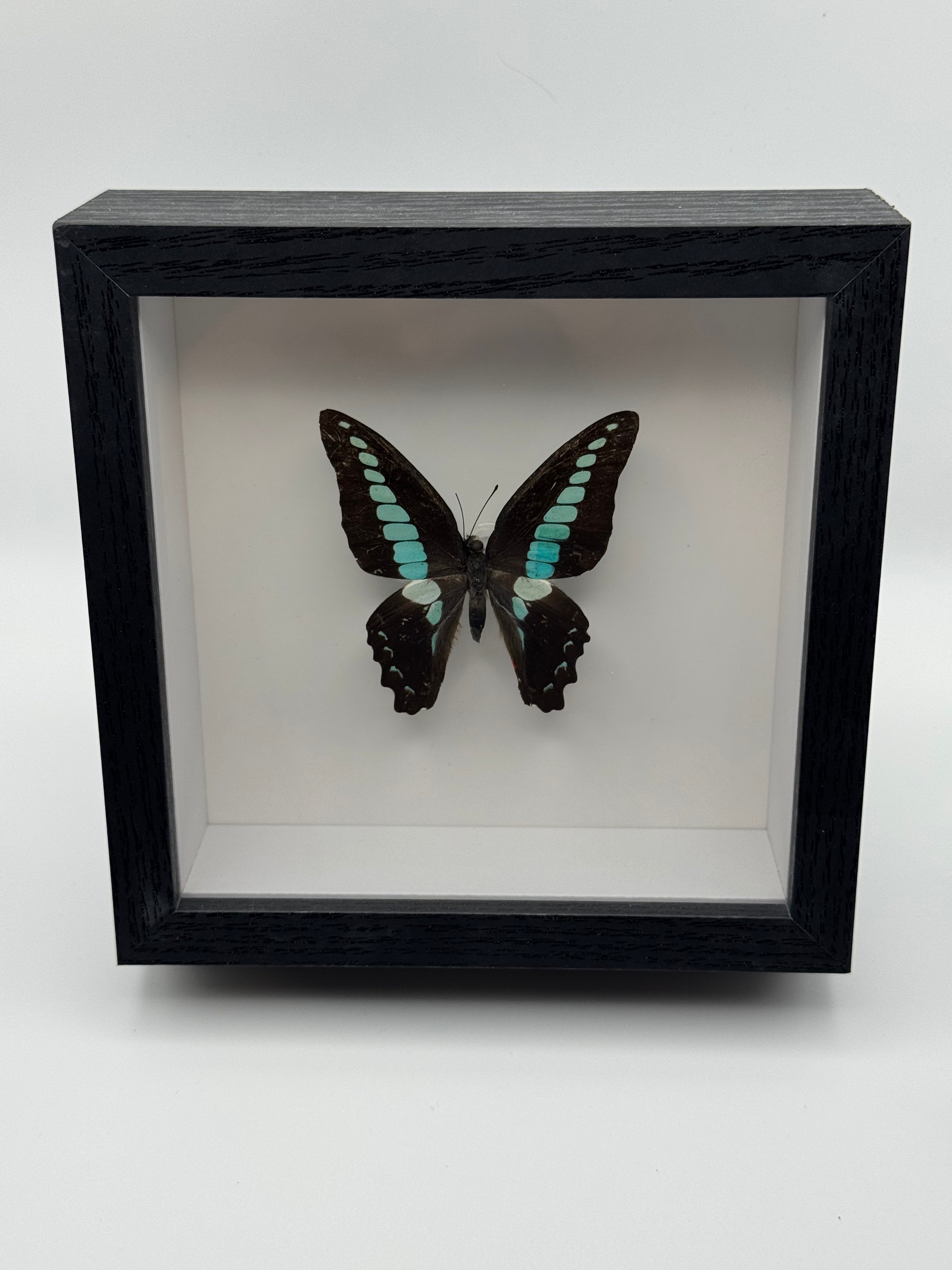 A black shadow box display featuring a preserved Blue Bottle Butterfly with dark wings and bright turquoise-blue stripes, set against a plain white background.